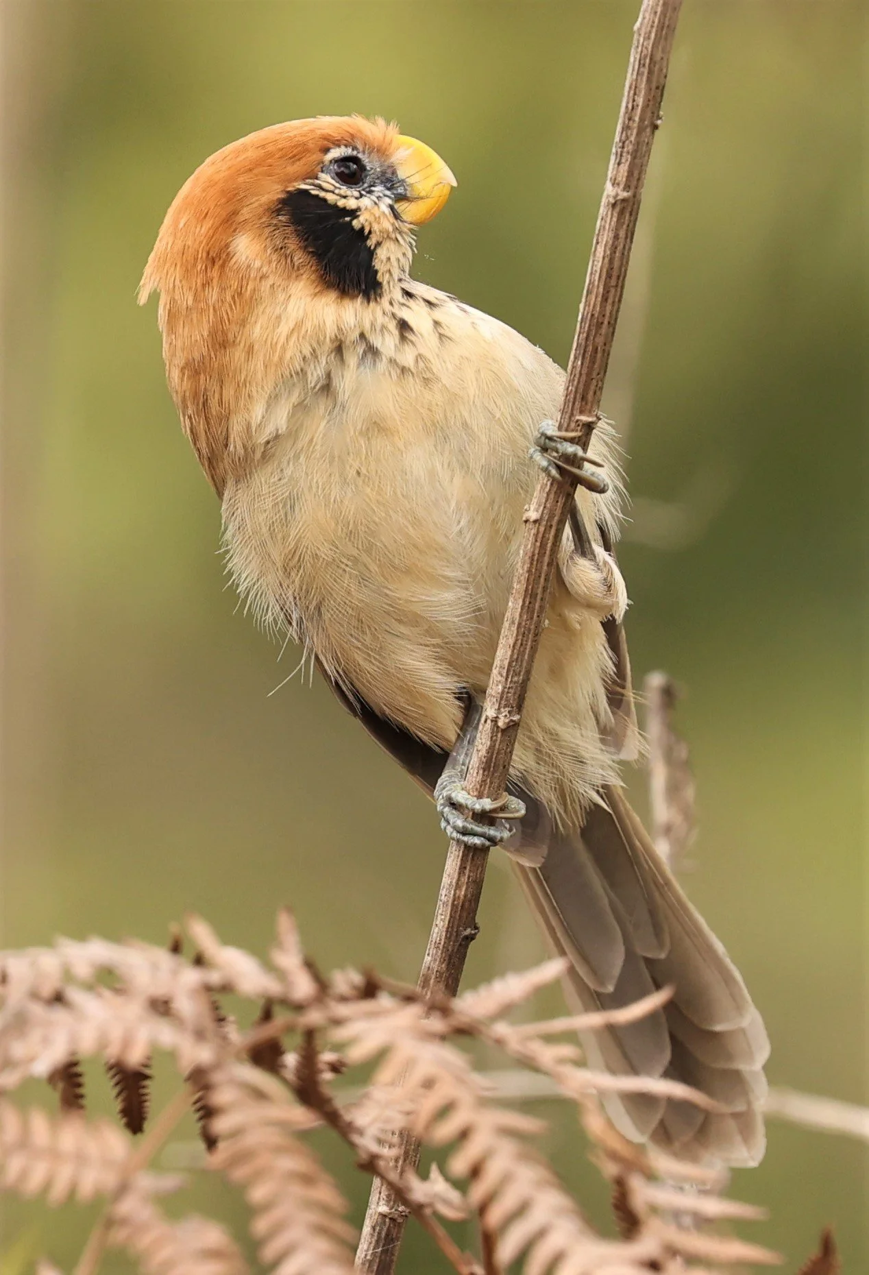 PARROTBILL - SPOT-BREASTED PARROTBILL - Paradoxornis guttaticollis - DOI LANG WEST, DOI PHA HOM POK NP, CHIANG MAI DEC 2021 (91).jpg