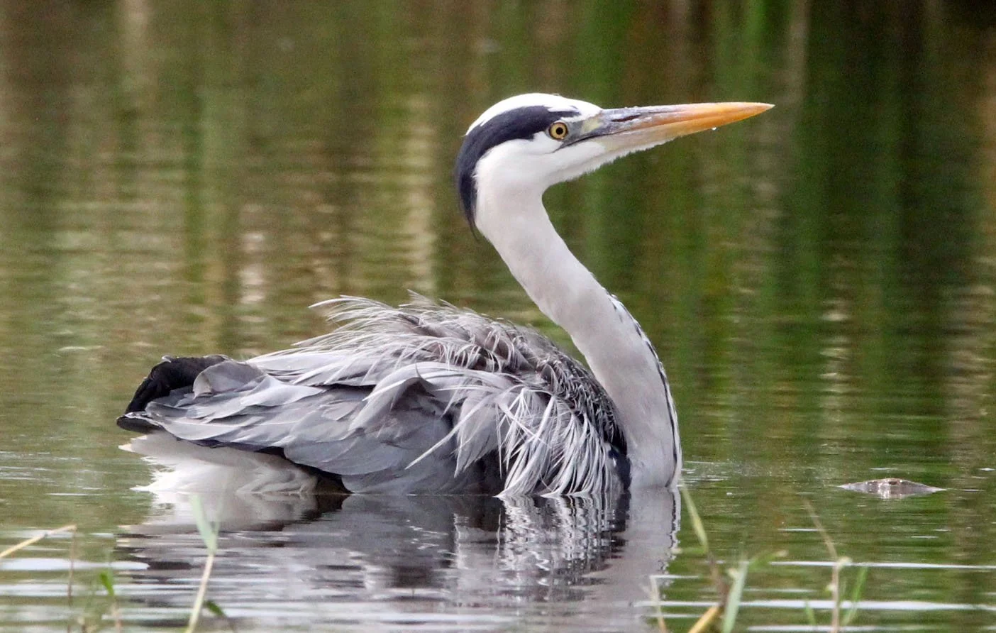 HERON - GREY HERON - Ardea cinerea - MURCHISON FALLS NATIONAL PARK UGANDA (7).JPG