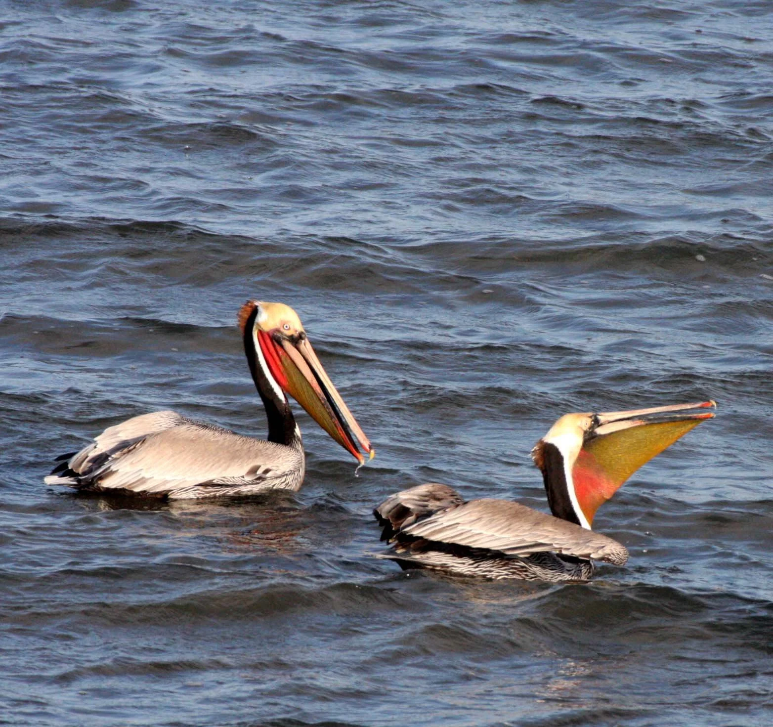Pelecanus occidentalis - BROWN PELICAN - SAN IGNACIO LAGOON BAJA MEXICO (43).JPG