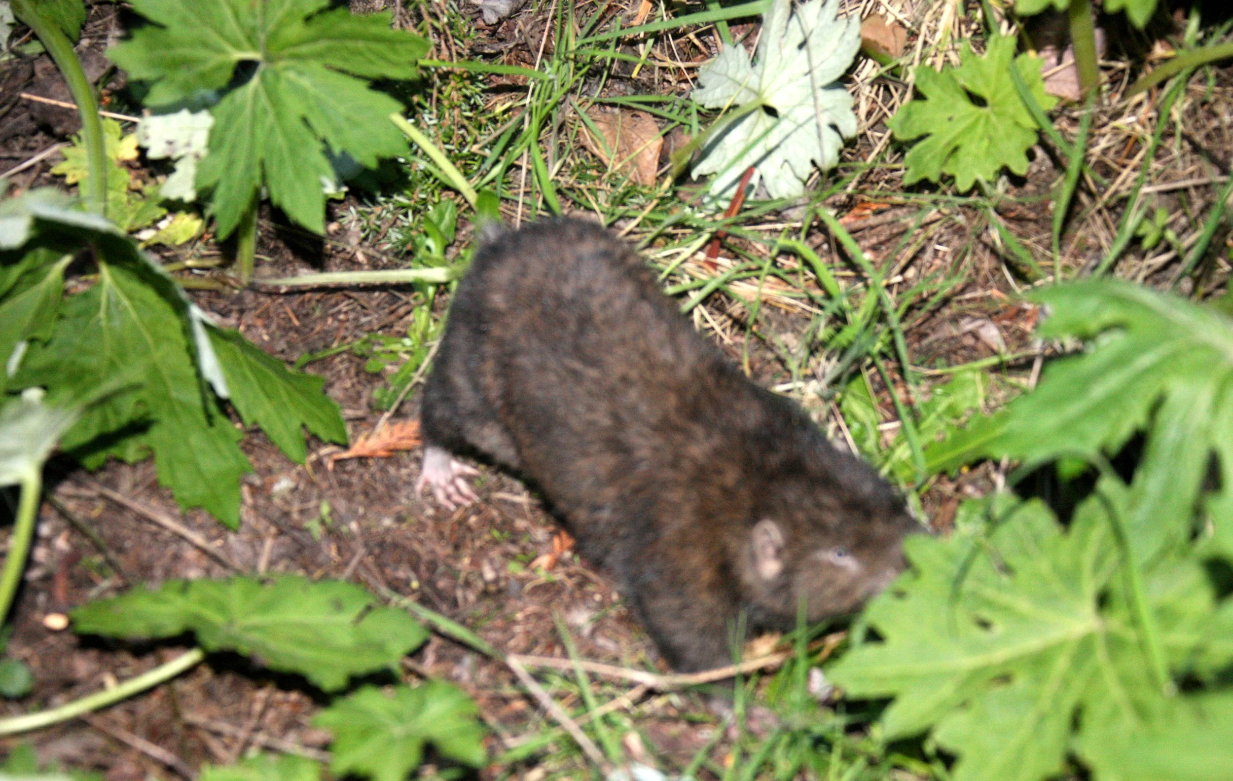Aplodontia rufa - MOUNTAIN BEAVER - LAKE FARM WASHINGTON (42).JPG