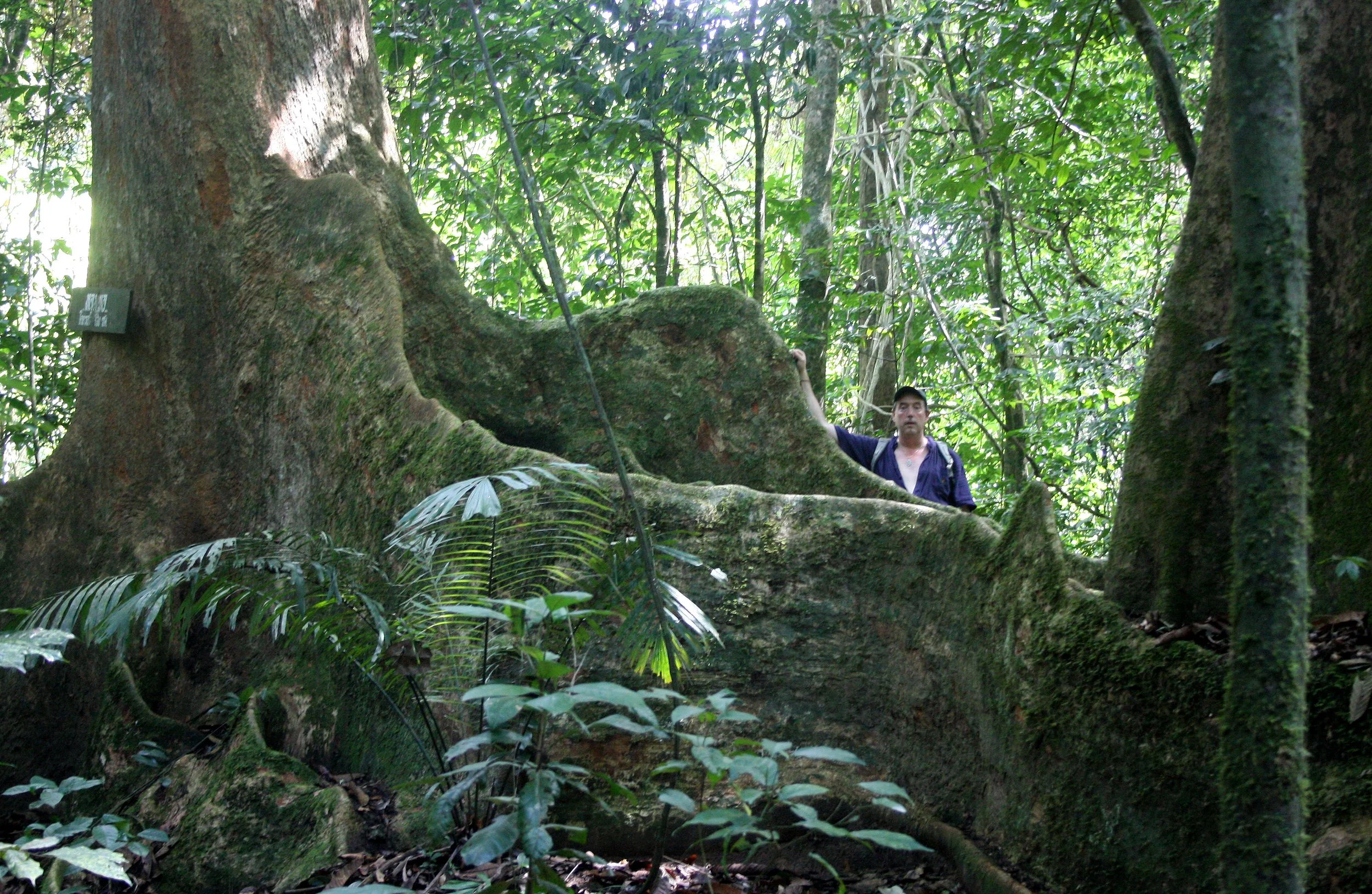 KRUNG CHIN NP THAILAND - FOREST GIANT.JPG
