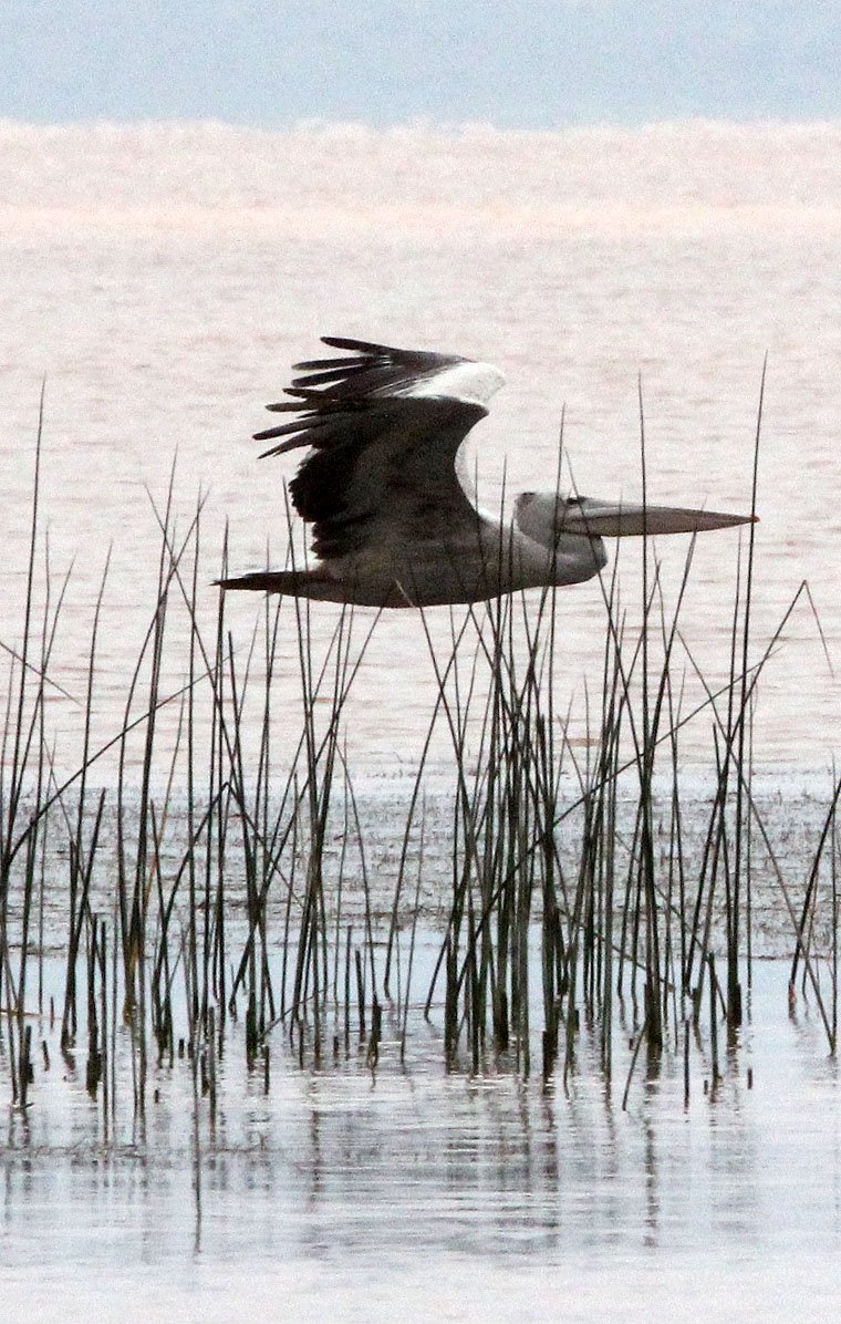 Pelecanus rufescens - PINK-BACKED PELICAN - LANGANO LAKE ETHIOPIA (13).JPG