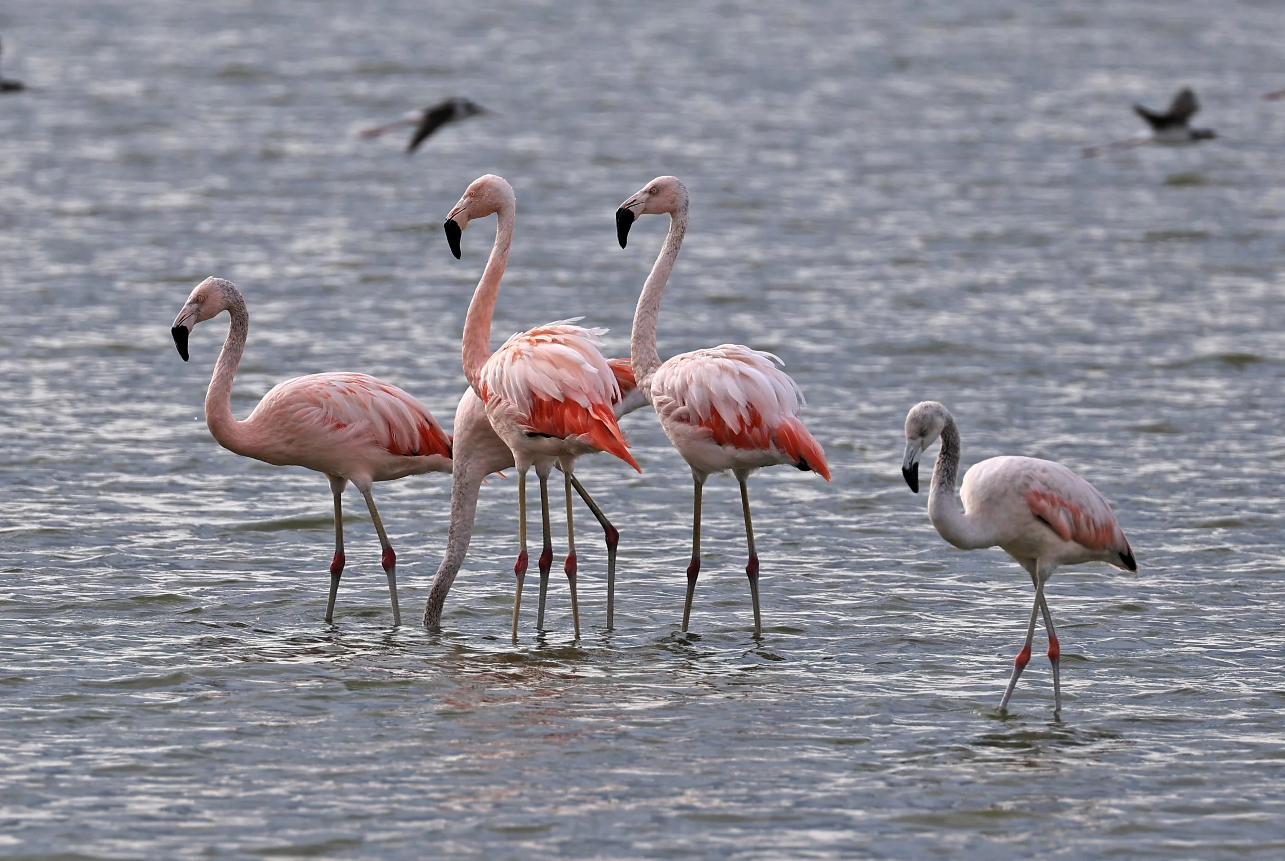 Chilean Flamingo (Phoenicopterus chilensis) Chaco Lodge & Laguna Salada Paraguay (41).jpg