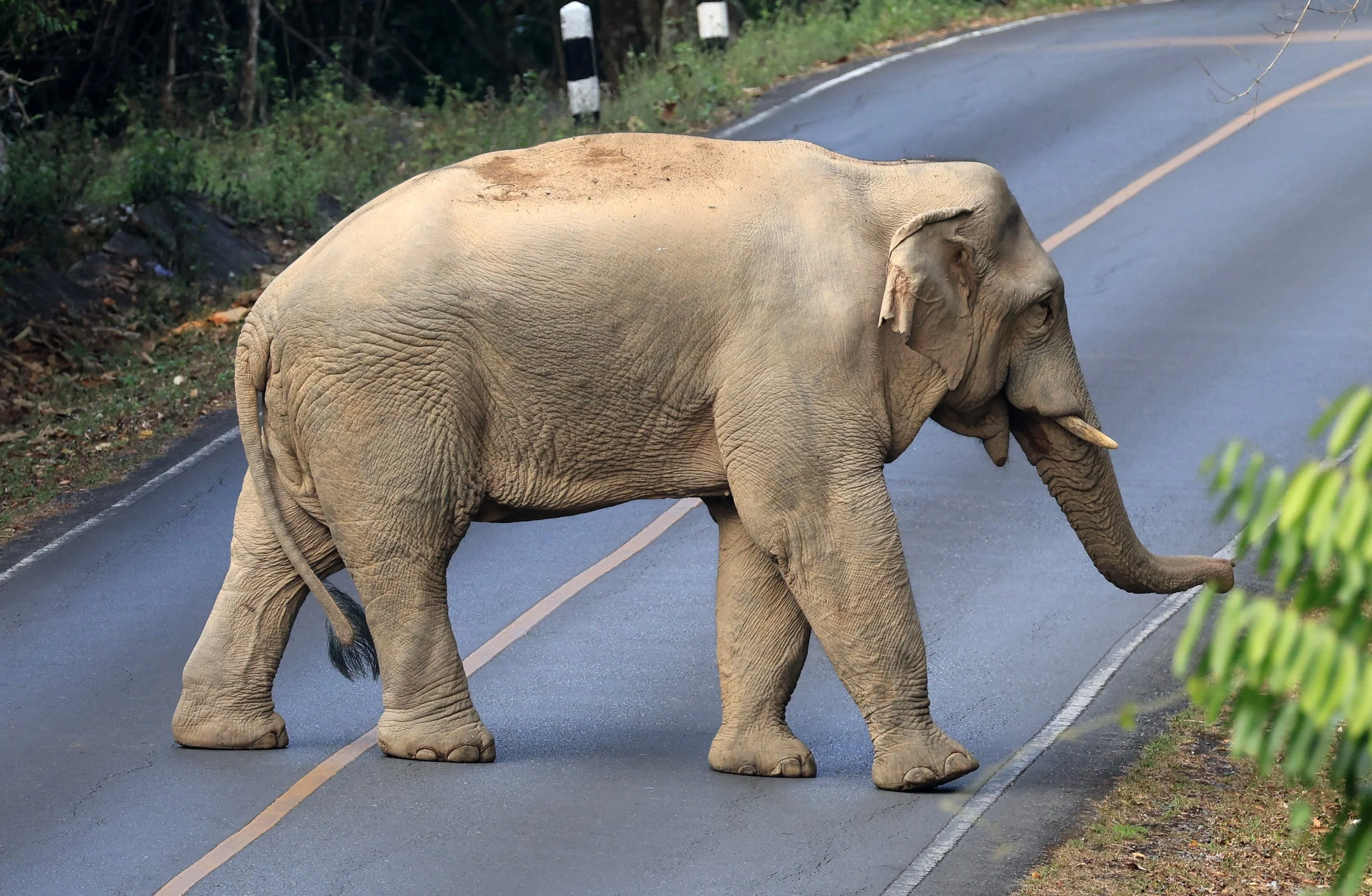 Asian Elephant (Elephas maximus) Khao Yai National Park, Thailand (88).jpg