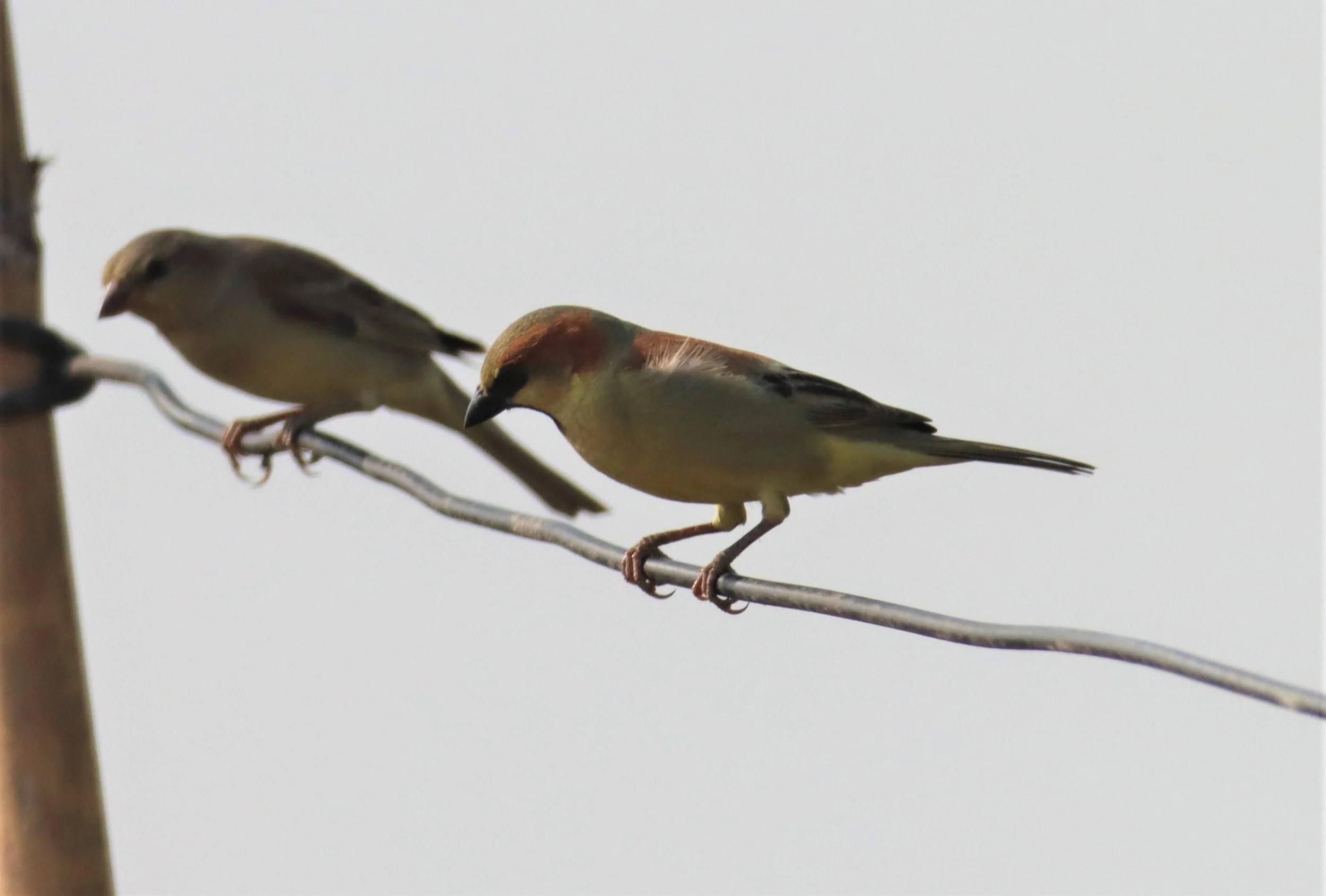 Plain-backed Sparrow (Passer flaveolus) Bang Khaem Wetlands Nakhon Pathom (1).jpg
