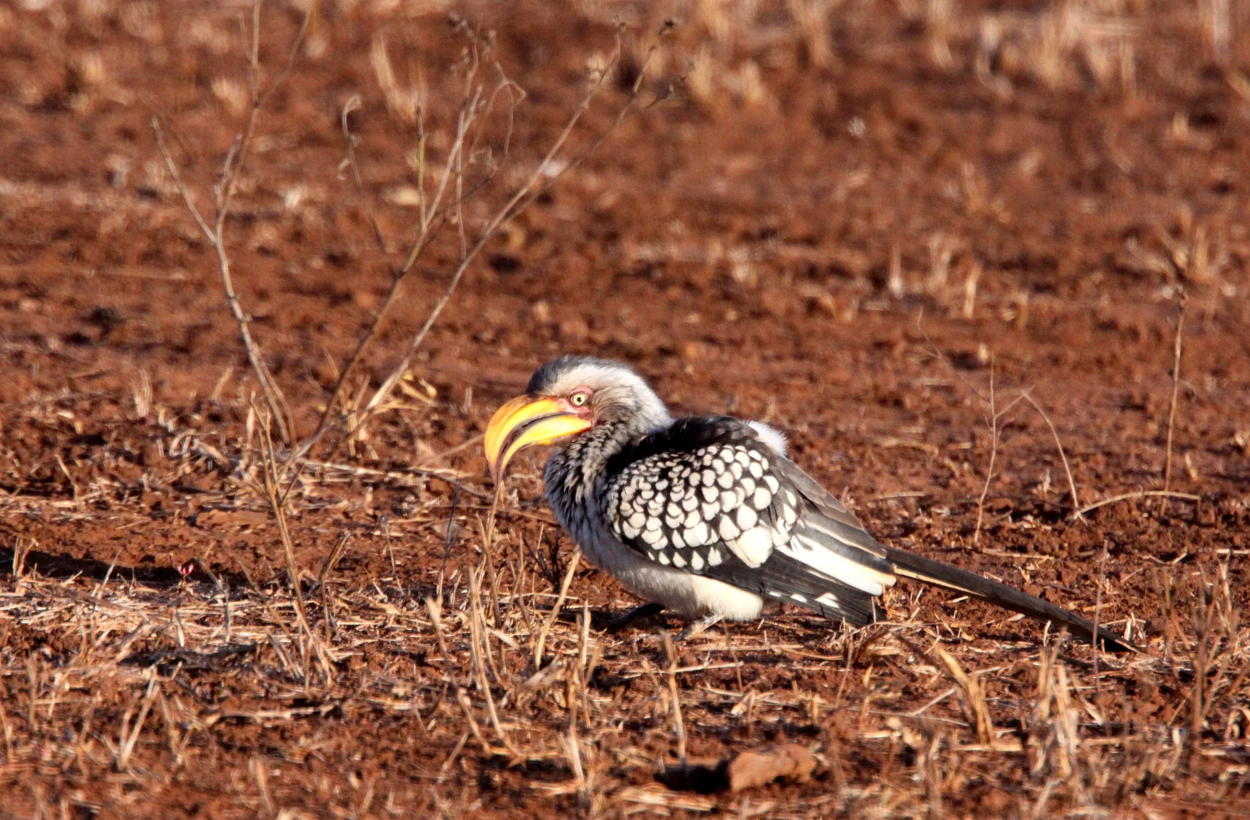 Tockus leucomelas - SOUTHERN YELLOW-BILLED HORNBILL - TOCKUS LEUCOMELAS - KRUGER NATIONAL PARK SOUTH AFRICA (11).JPG