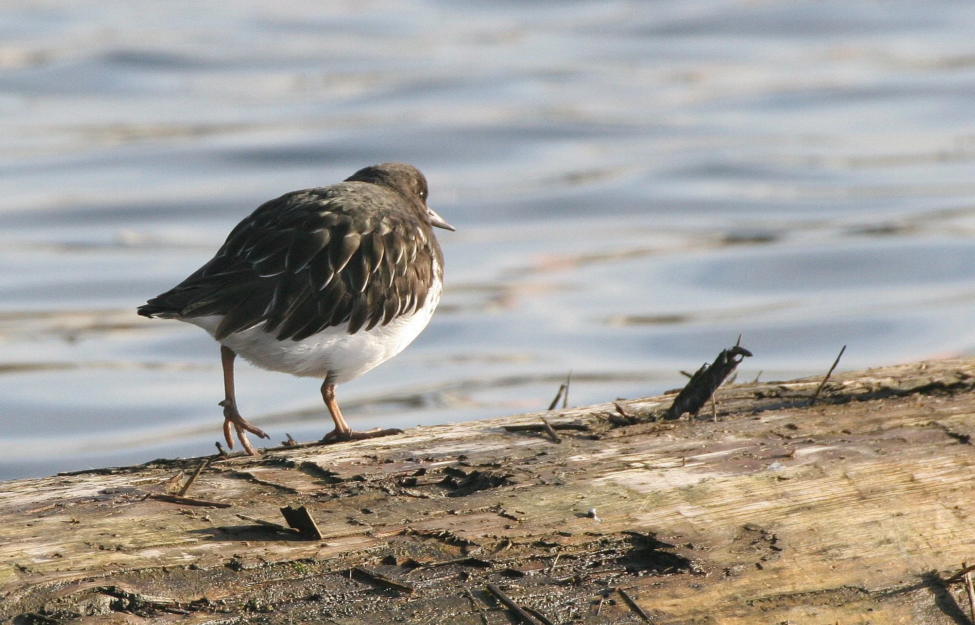 BIRD - TURNSTONE - BLACK TURNSTONE - PA HARBOR (13).jpg