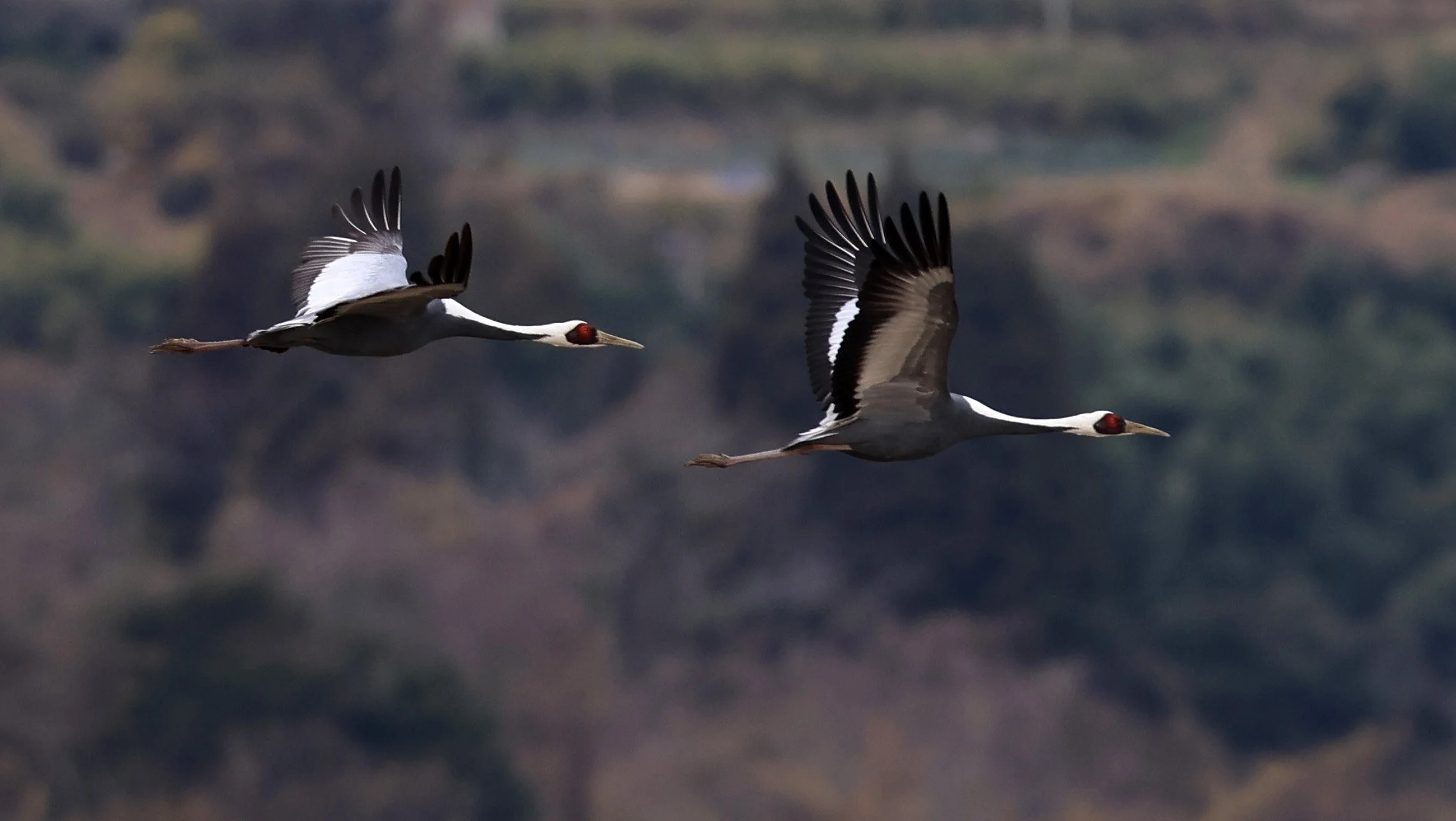 White-naped Crane (Antigone vipio) Izumi Crane Park & Center, Izumi Kagoshima Kyushu Japan (214).jpg