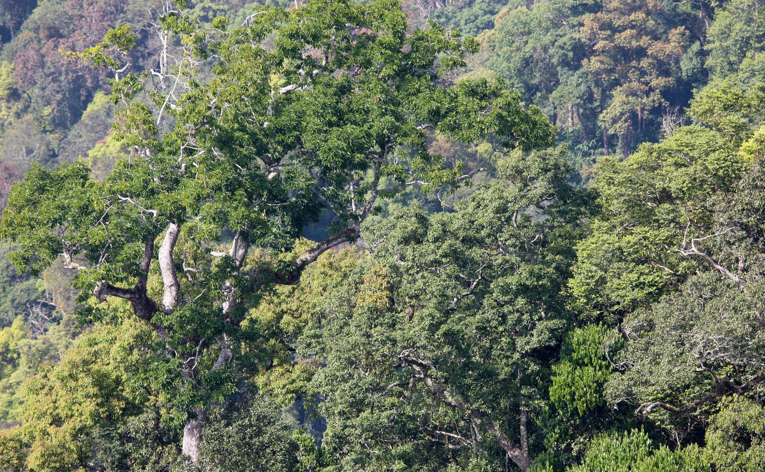KAENG KRACHAN NP THAILAND - FOREST SCENES (10).JPG