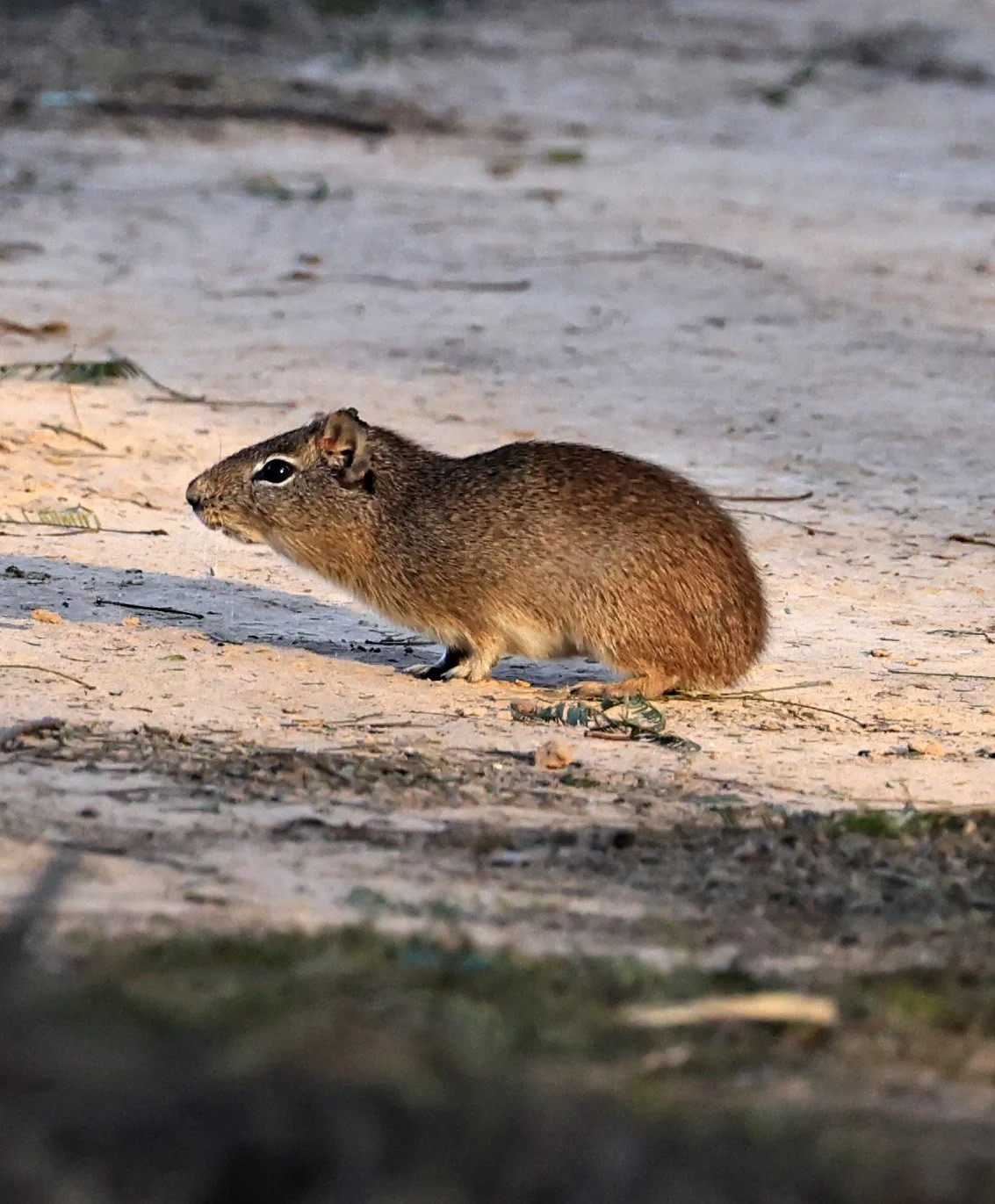 Lowland Yellow-Toothed Cavy (Galea leucoblephara) Hotel Iparoma Campestre Paraguay (30).jpg
