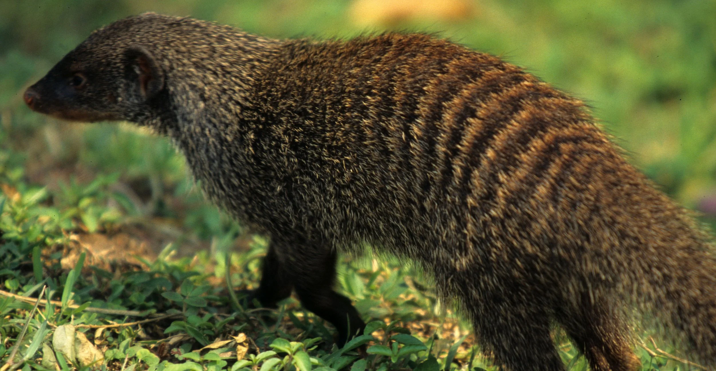 MUSTELLID - BANDED MONGOOSE - KRUGER (5).jpg