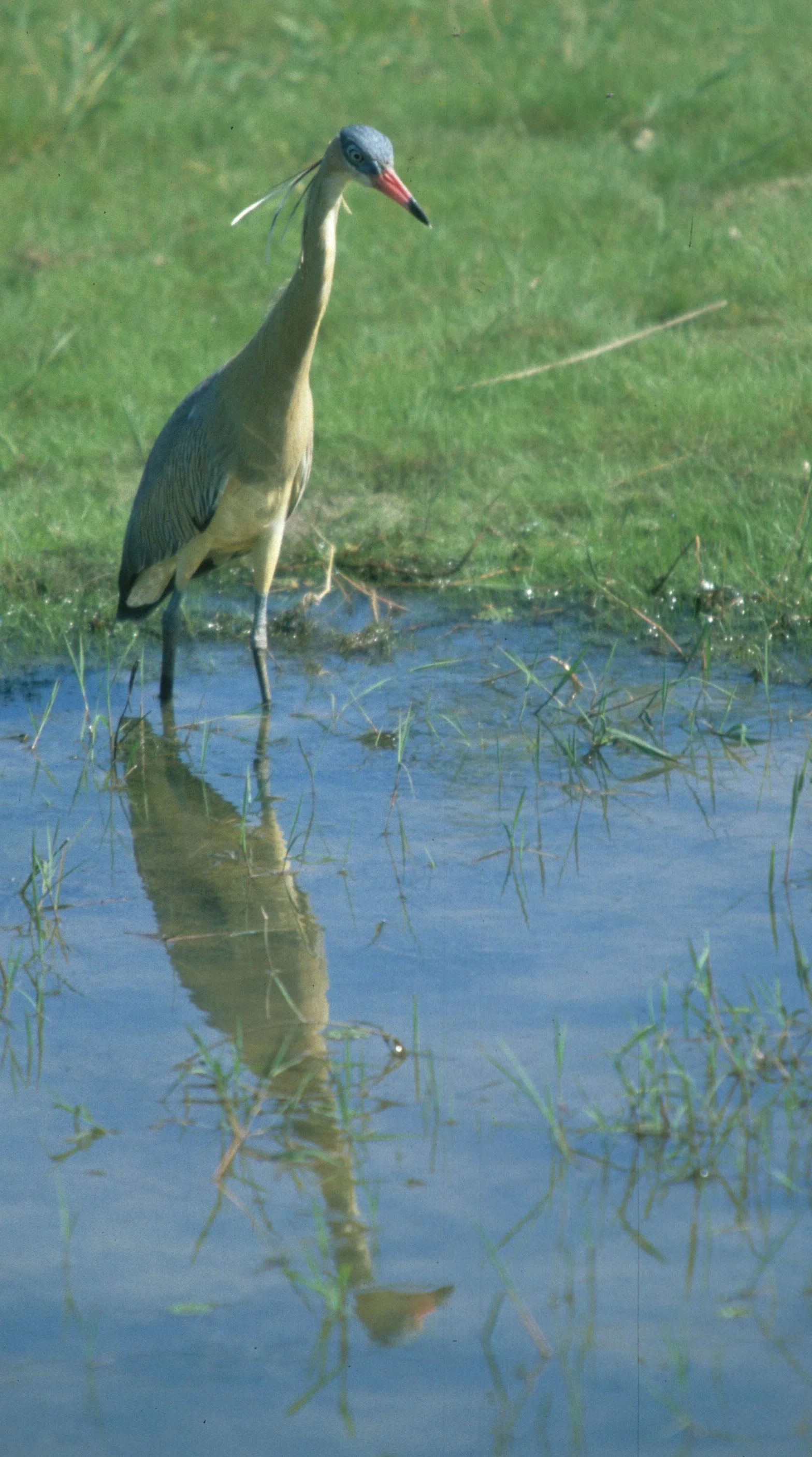 HERON - WHISTLING - Syrigma sibilatrix - PANTANAL BRAZIL (4).jpg