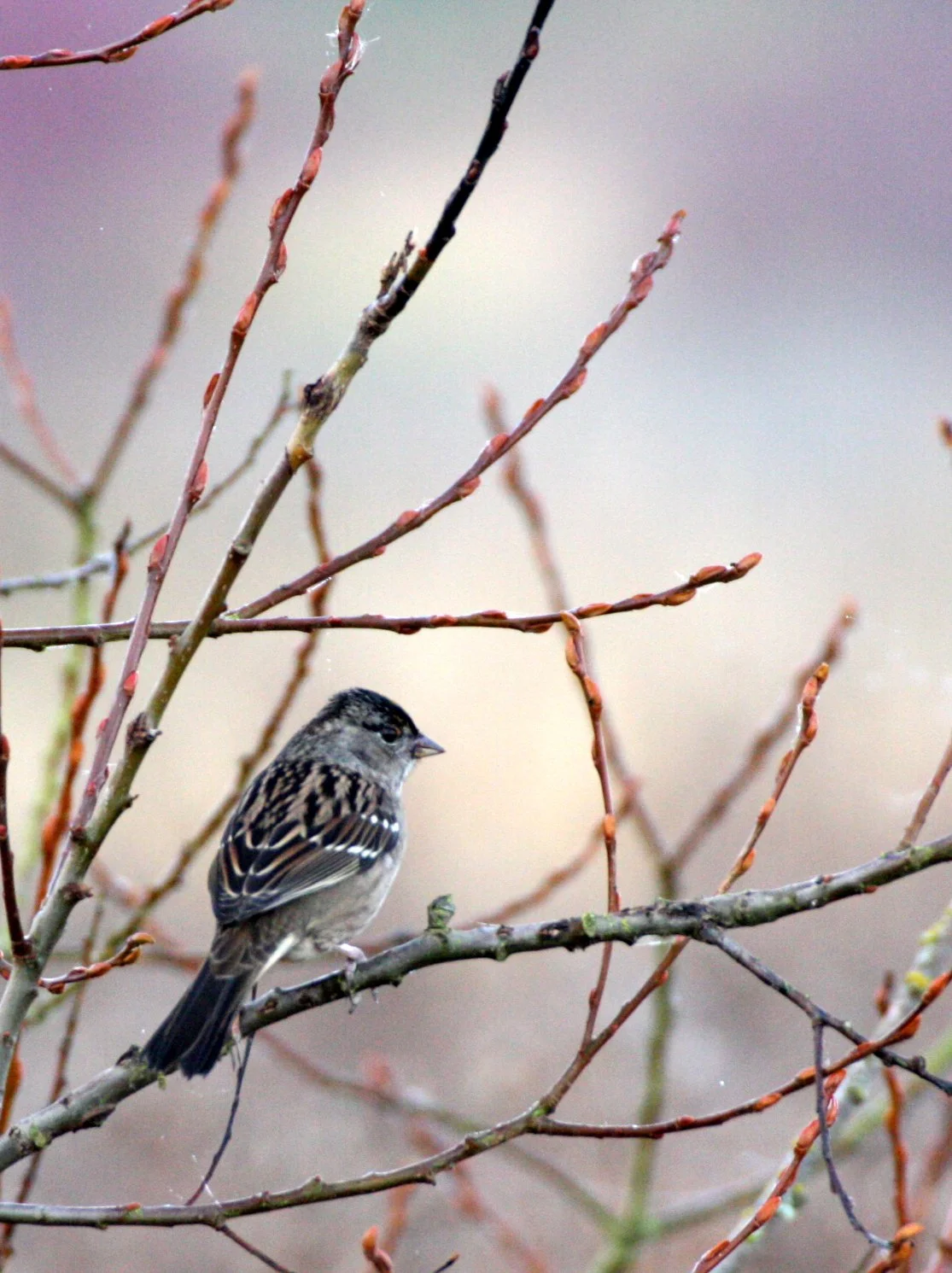 BIRD - SPARROW - WHITE-THROATED SPARROW - SEQUIM DUNGENESS WETLANDS WA (4).JPG