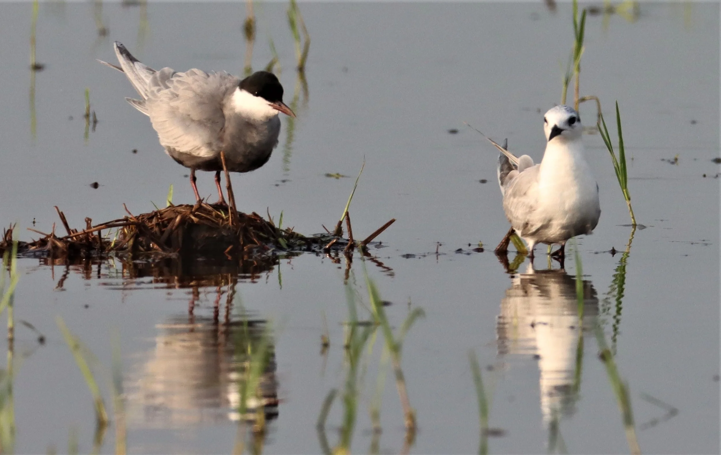 TERN - WHISKERED TERN - Chlidonias hybridus - PATHUM THANI RICE RESEARCH CENTER (11).jpg