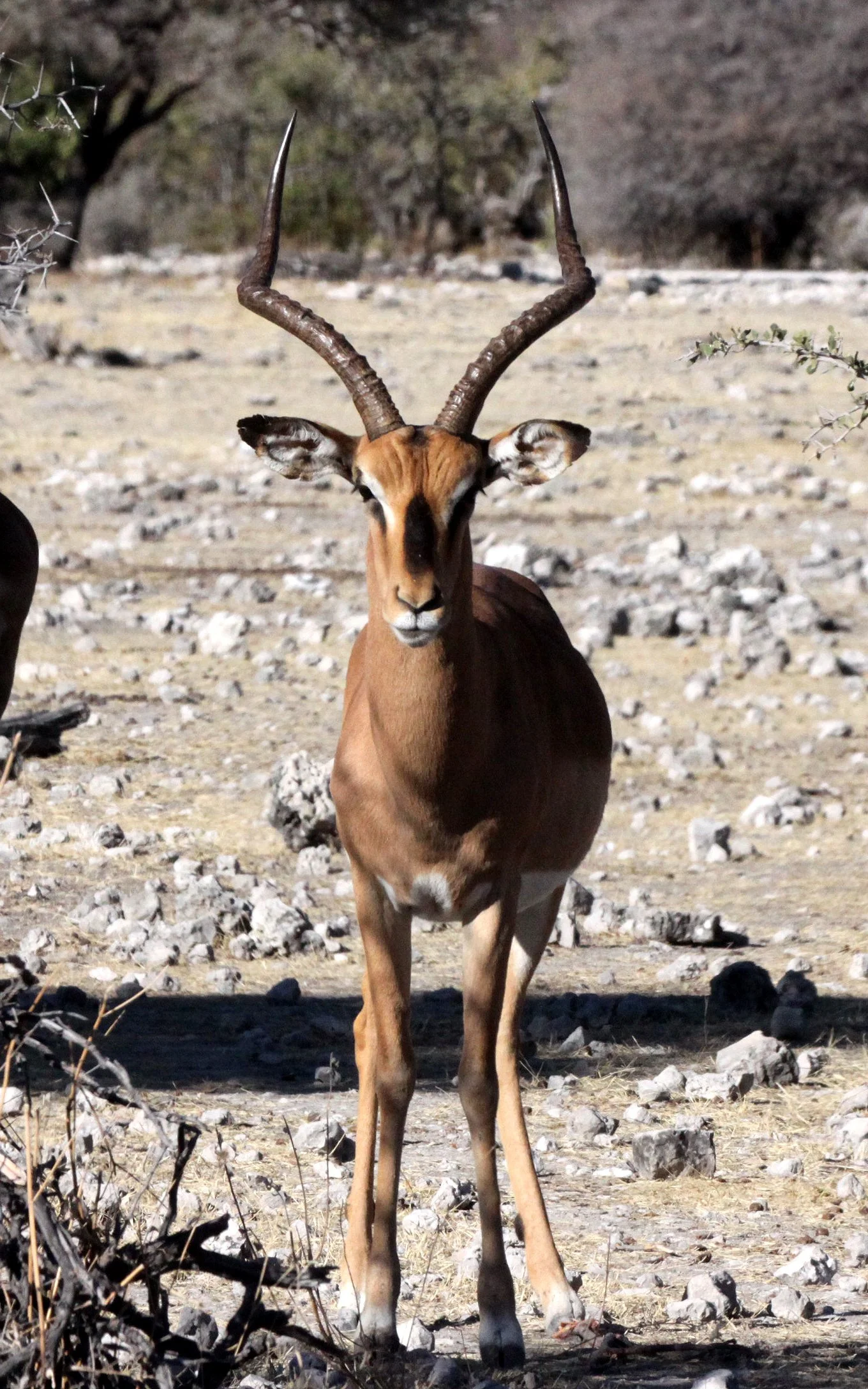 IMPALA - BLACK-FACED IMPALA - Aepyceros petersi - ETOSHA NATIONAL PARK NAMIBIA (2).JPG
