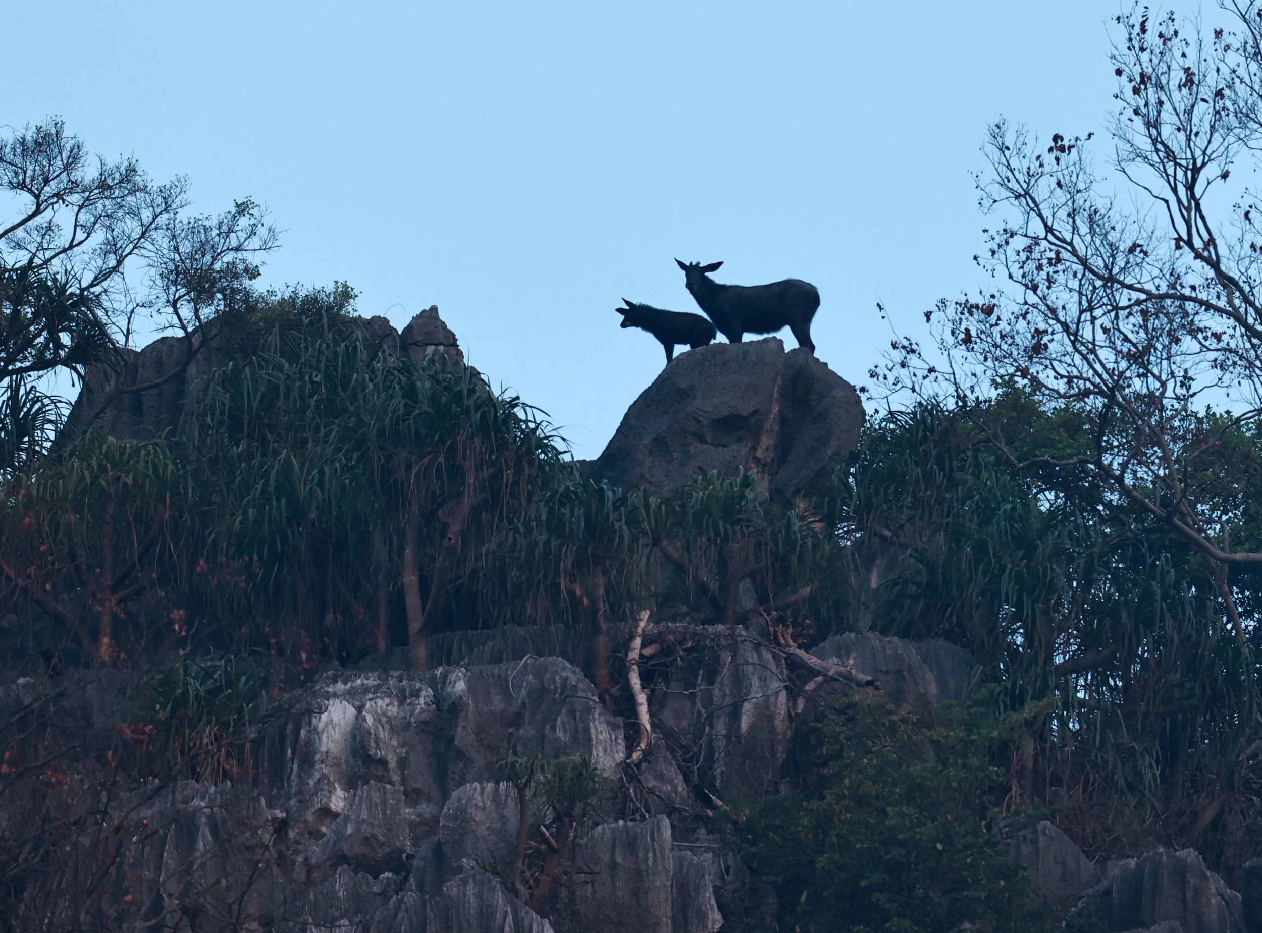 Indochinese Serow (Capricornis milneedwardsi maritimus) Pak Chong, Ban Tha Chang Spring (14).jpg