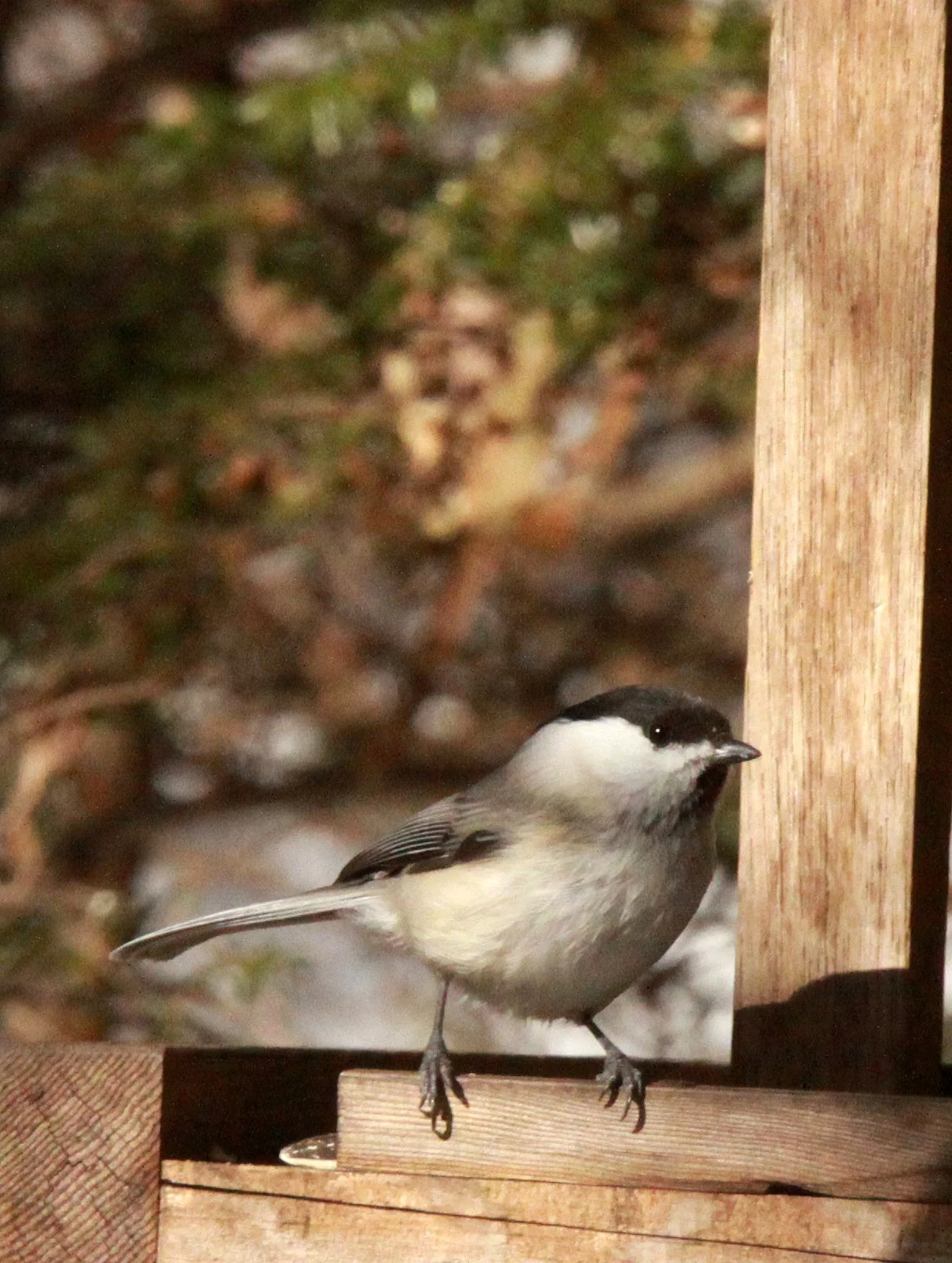 Willow Tit (Poecile montanus) Shiobutsu Onsen Karuizawa Japan (5).JPG