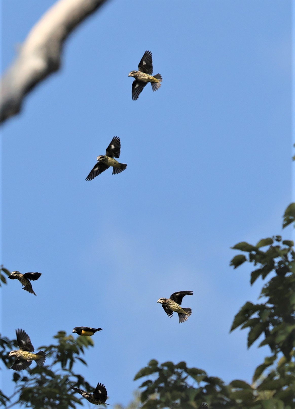 Spot-winged Grosbeak (Mycerobas melanozanthos) Fang Hotsprings Chiang Mai Thailand (2).jpg