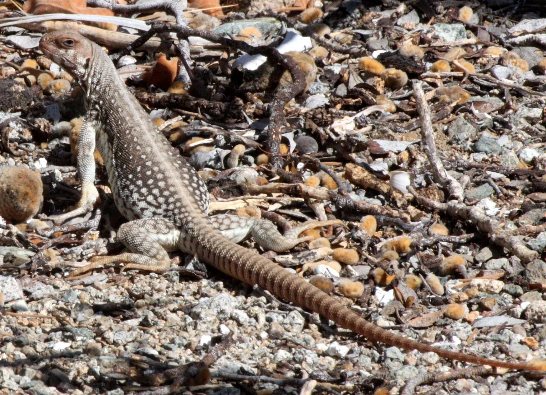 Dipsosaurus catalinensis - CATALINA ISLAND DESERT IGUANA - ISLA SANTA CATALINA BAJA MEXICO  (12).JPG