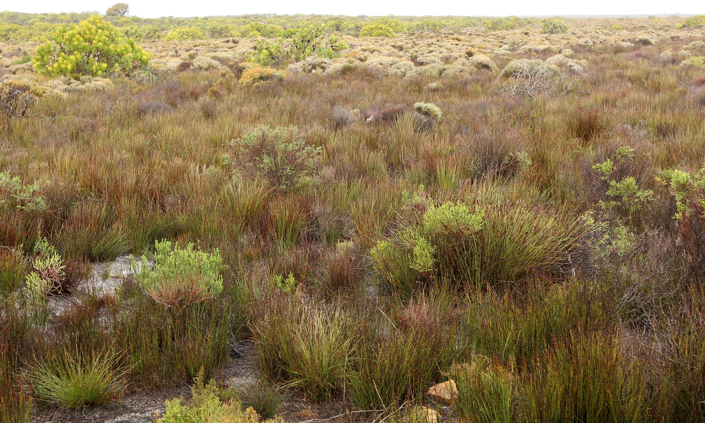 TABLE MOUNTAIN NATIONAL PARK - COASTAL FYNBO PLANT COMMUNITY (9).JPG