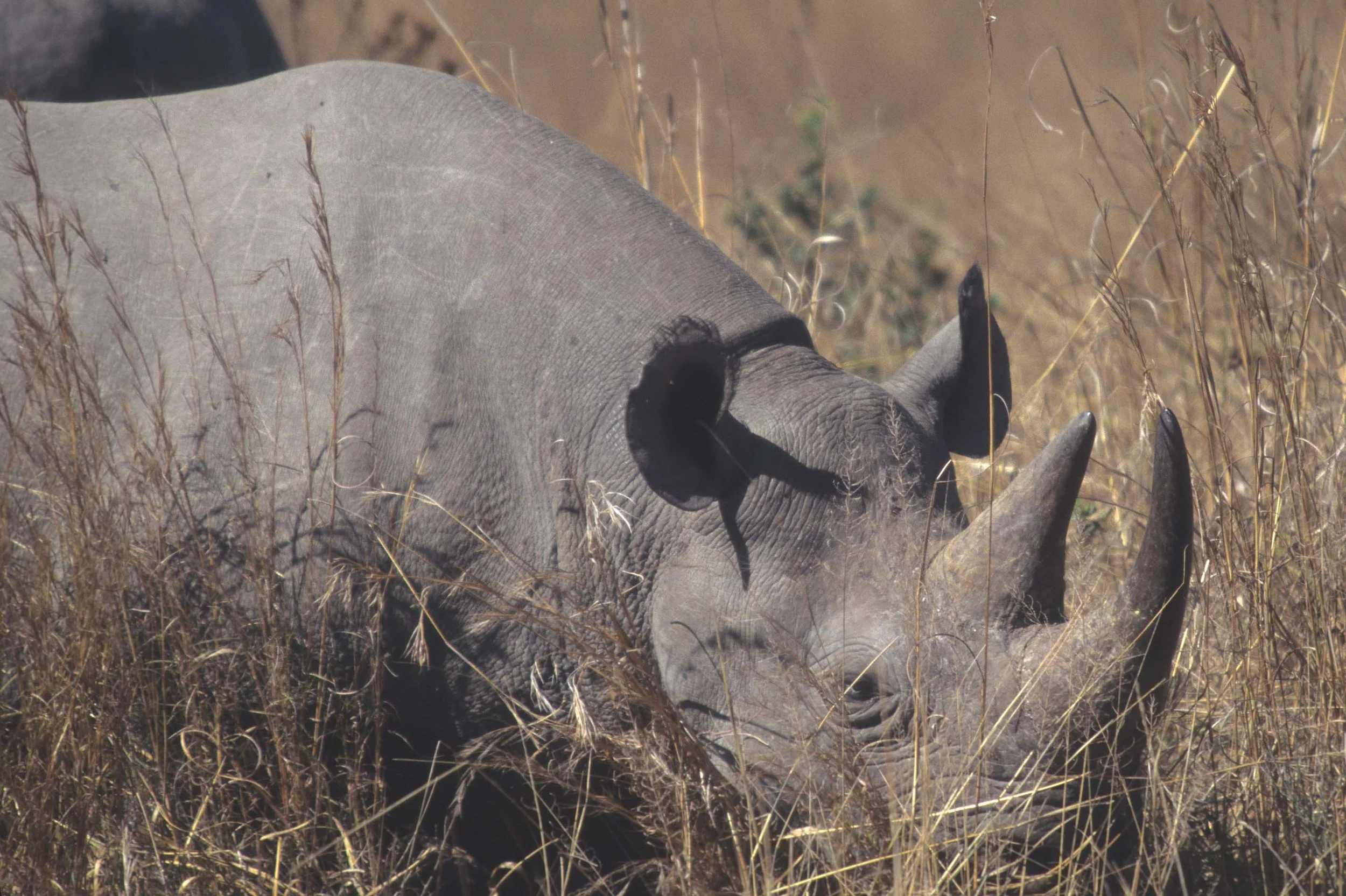 RHINO- BLACK - ZIMBABWE 2.jpg