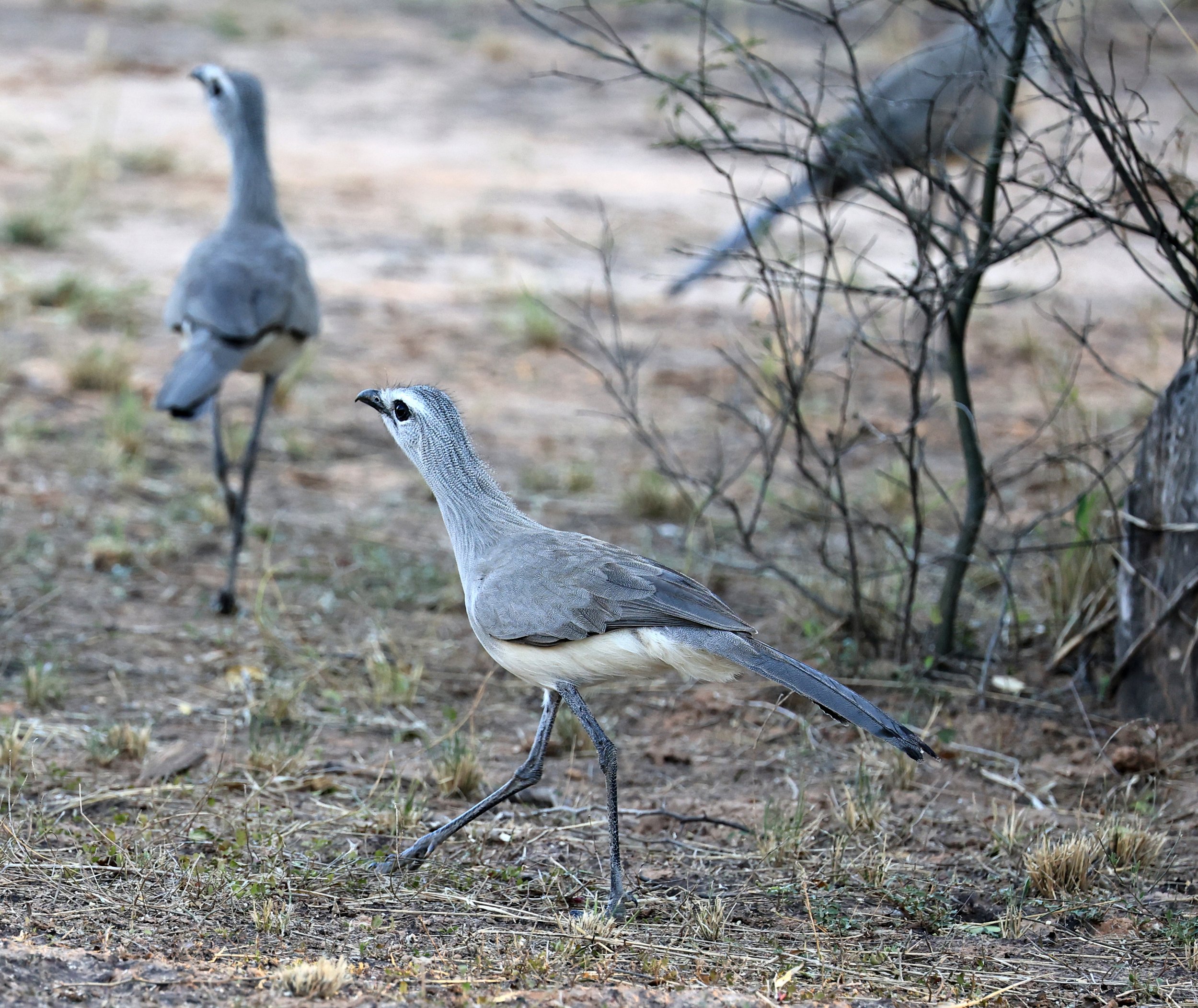 Black-legged Seriema (Chunga burmeisteri) Parque Nacional Teniente Agripino Enciso (45).jpg