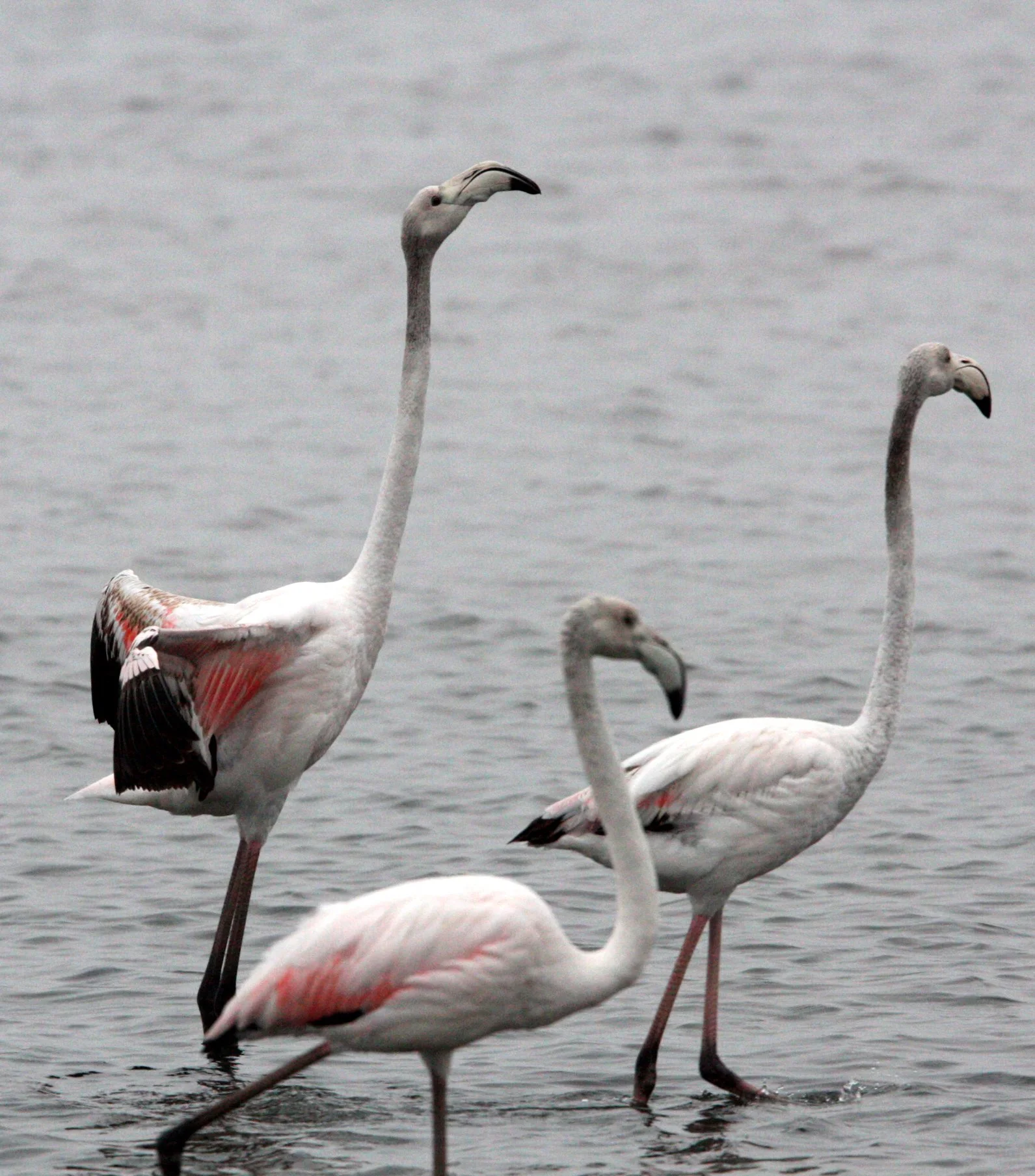 Phoenicopterus roseus - Greater Flamingo - Walvis Bay Namibia (28).JPG