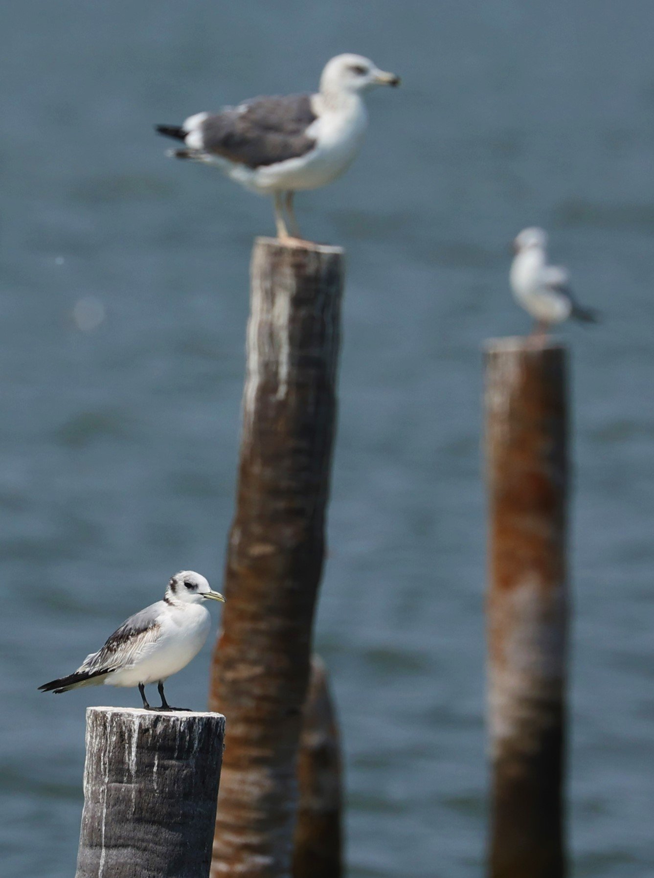 GULL - HEUGLIN'S GULL or SIBERIAN GULL - Larus (fuscus) heuglini - GULF OF SIAM OFF BANGKOK & SAMUT SAKHORN FEB 05 2022 (13).jpg