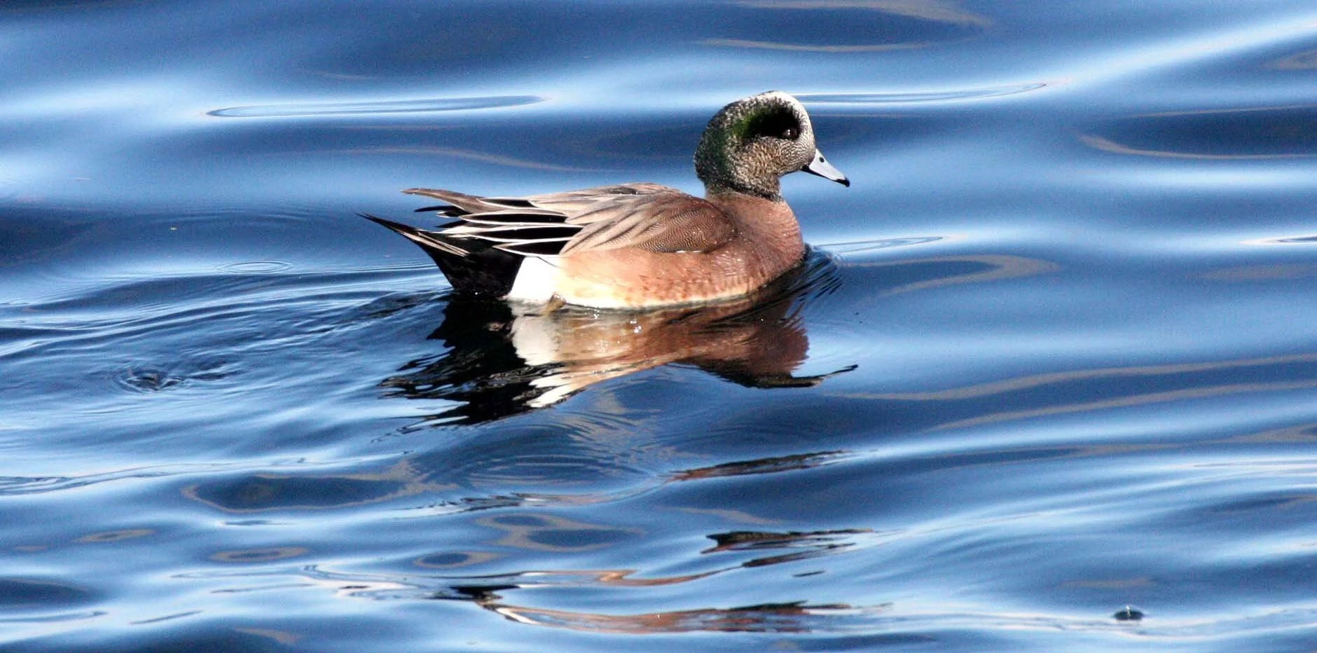 WIGEON - AMERICAN WIGEON - Mareca americana - PORT ANGELES HARBOR WASHINGTON (19).JPG