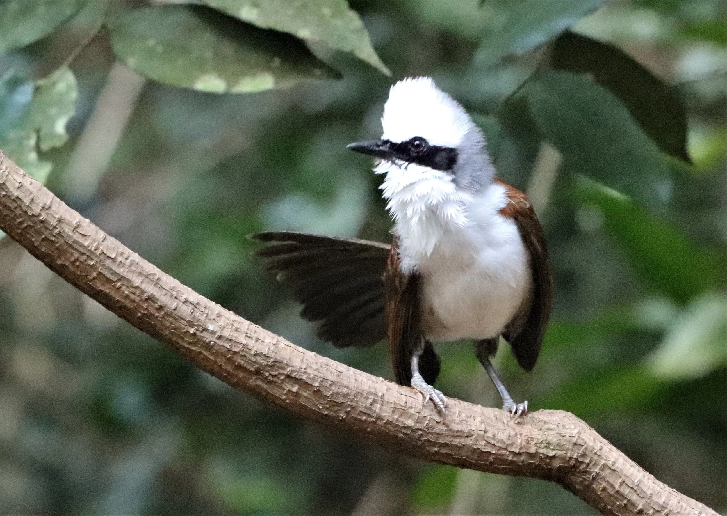 LAUGHINGTHRUSH - WHITE-CRESTED LAUGHINGTHRUSH - Garrulax leucolophus - KAENG KRACHAN THAILAND NEUNG HIDE (15).jpg