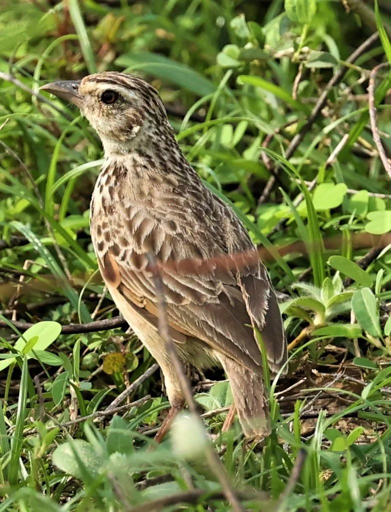 Oriental Skylark (Alauda gulgula) Pu Plu Scrublands Petchaburi Thailand (4).jpg