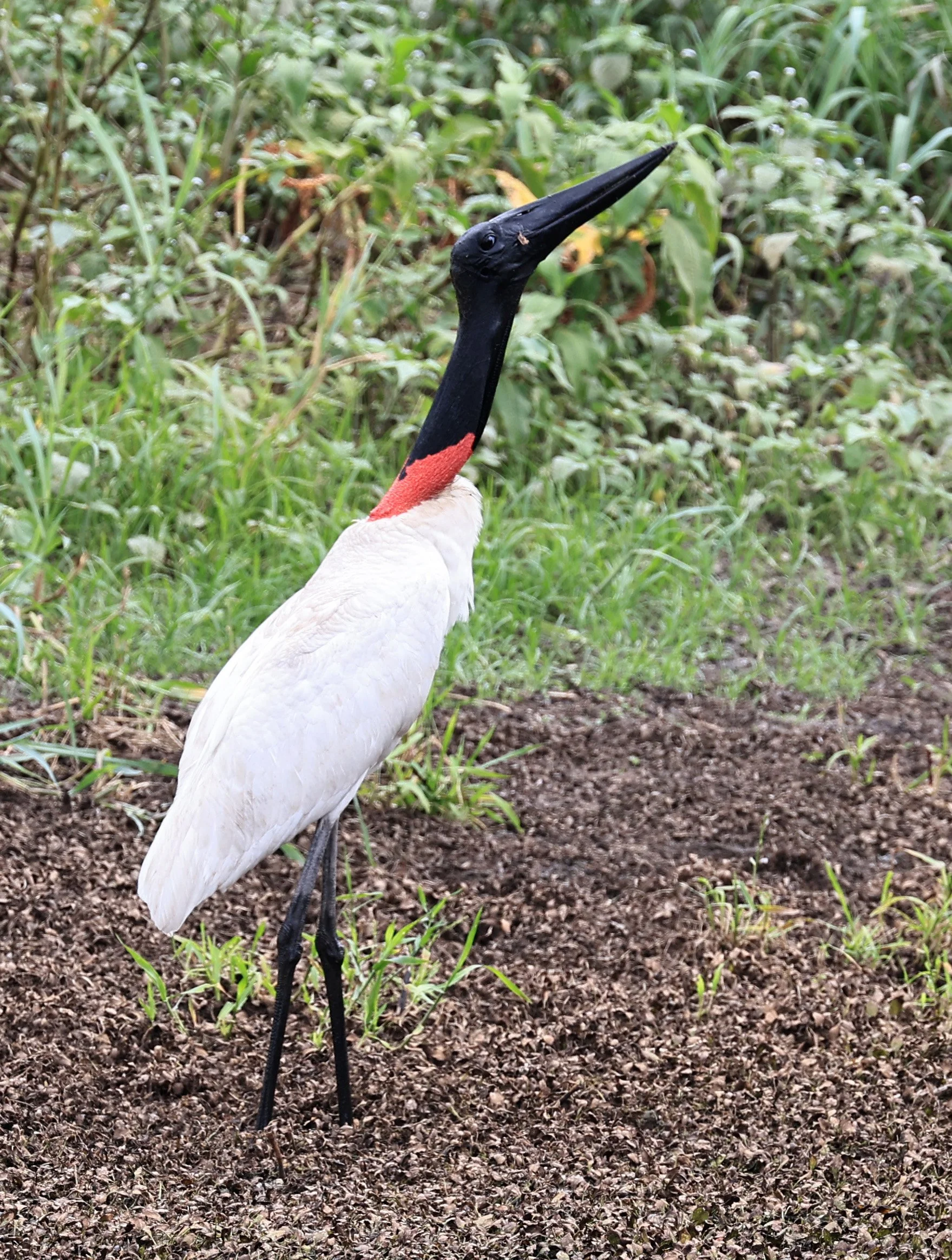 Jabiru (Jabiru mycteria) Agua Dulce Paraguay (36).jpg