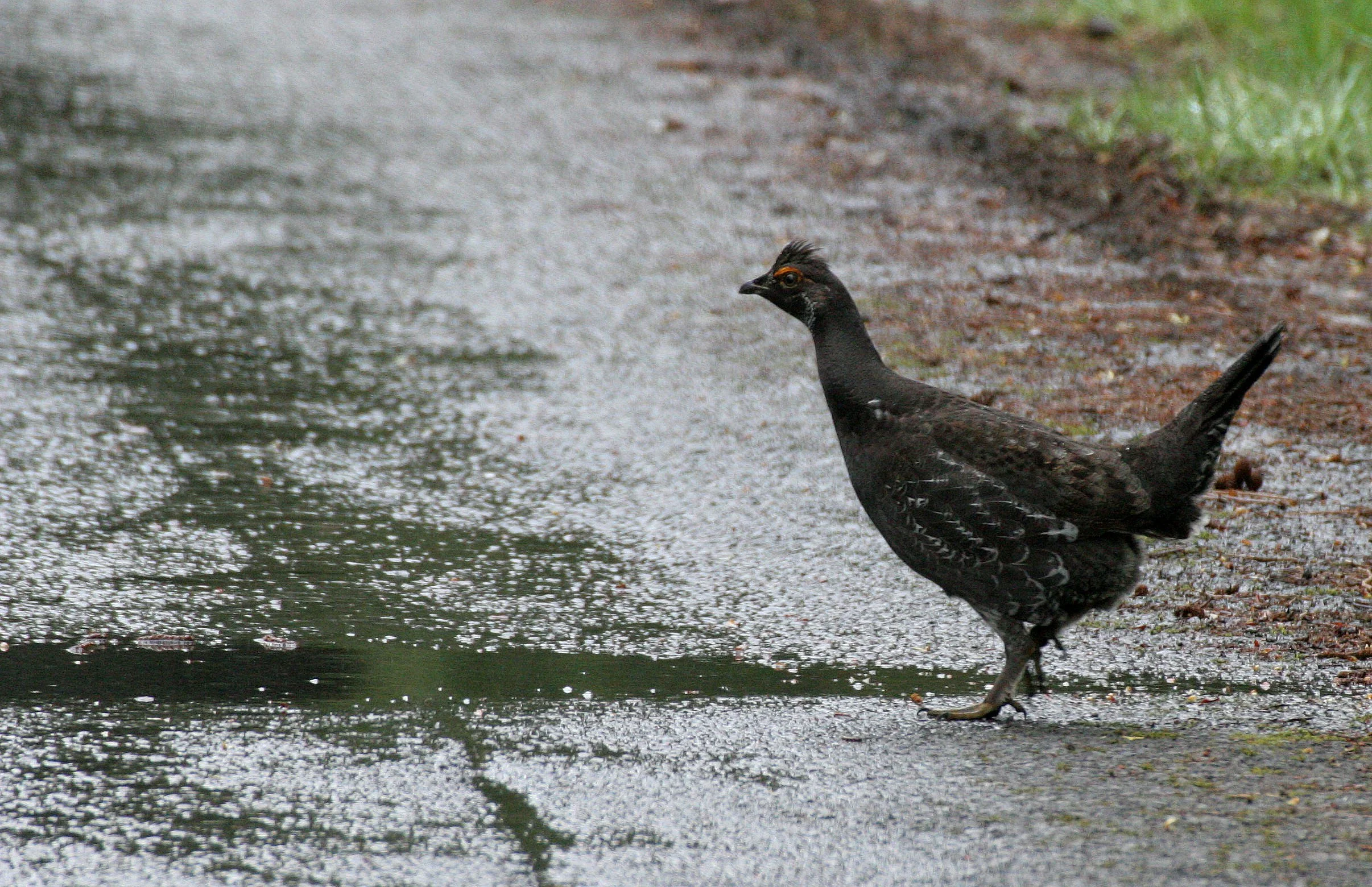 GROUSE - SOOTY (BLUE) GROUSE - Dendragapus fuliginosus - DUNCAN CEDAR TREE ROAD - HOH RIVER VALLEY WA  (13).JPG