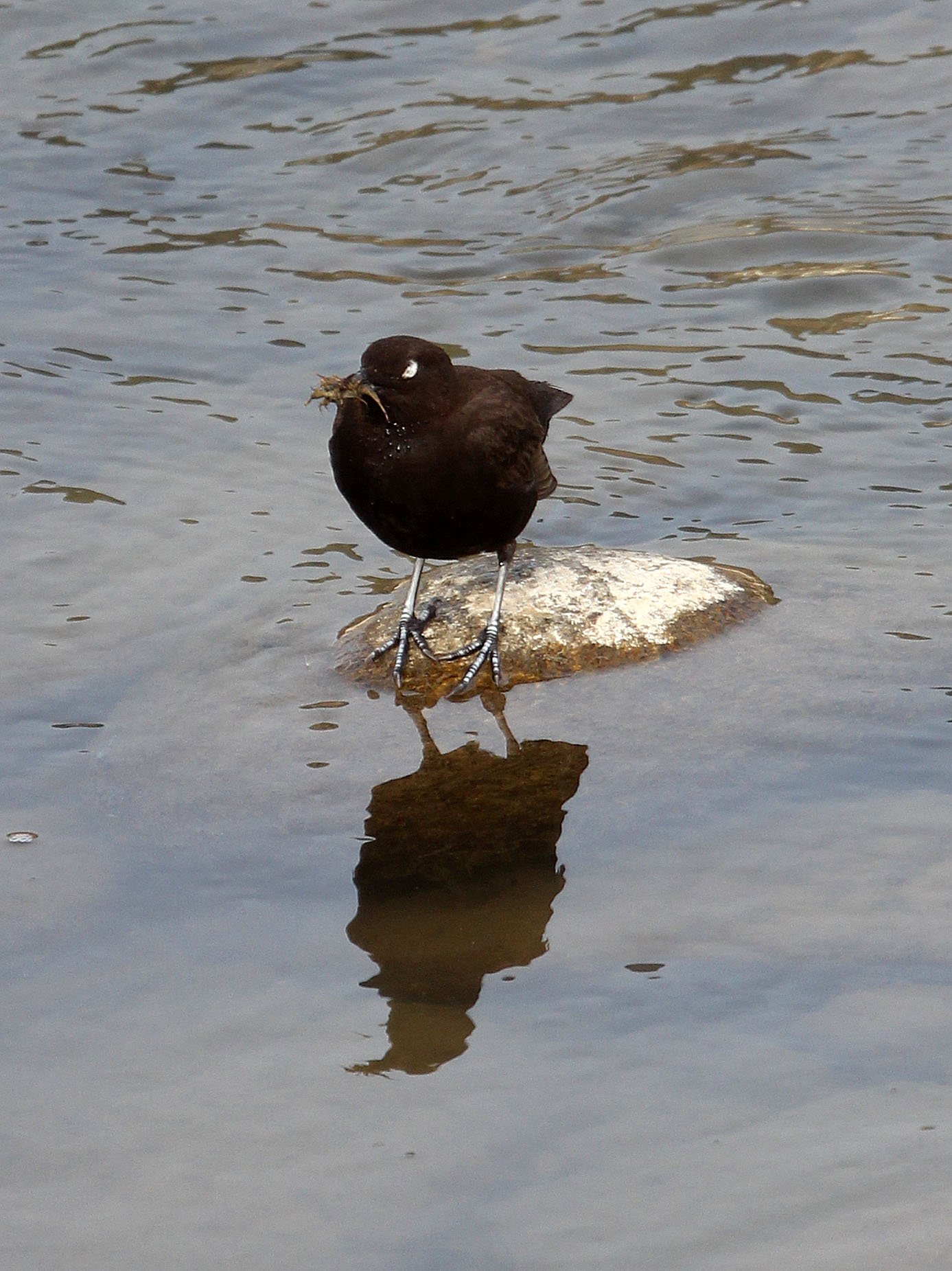 Brown dipper (Cinclus pallasii) Foping City Shaanxi China (10).JPG