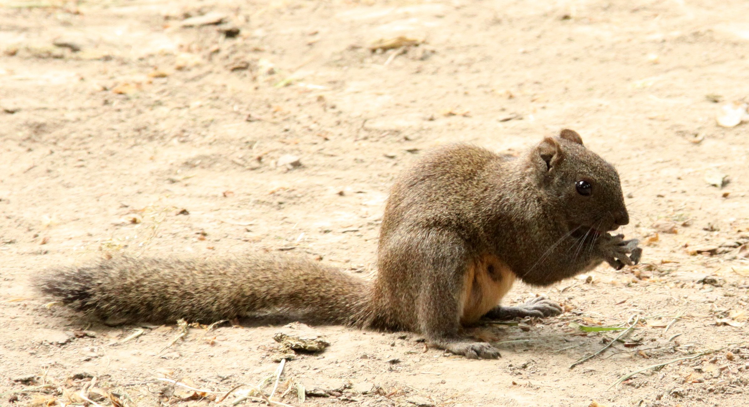 Callosciurus erythraeus - PALLAS'S SQUIRREL - SHANGHAI ZOO (4).JPG