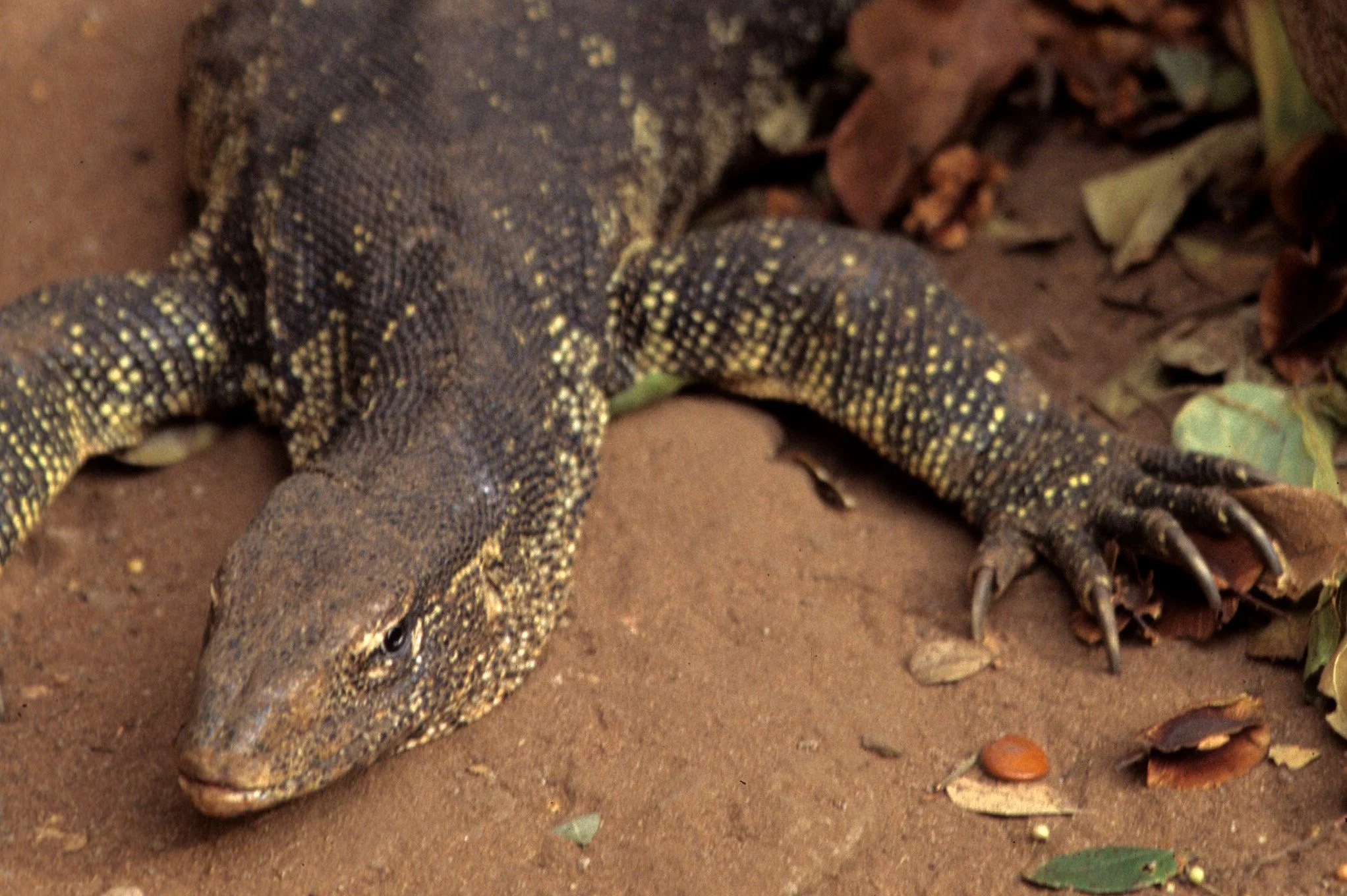 REPTILE- MONITOR LIZARD - SHABA E1.jpg