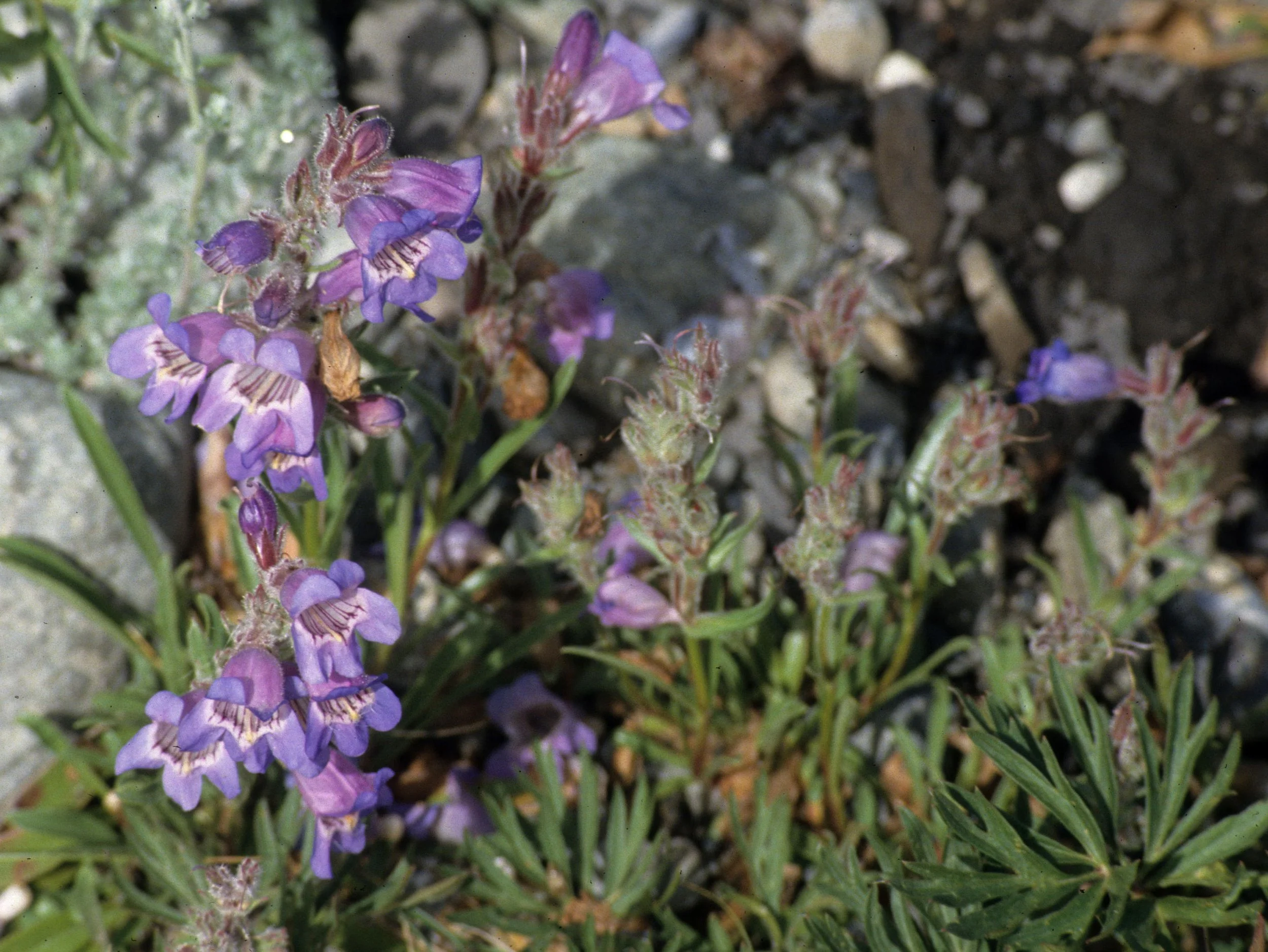 ALASKA - MIMULUS SPECIES - MONKEY FLOWER.jpg