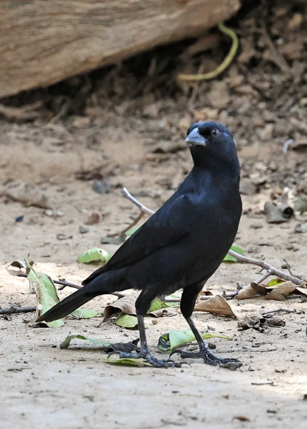 Shiny Cowbird (Molothrus bonariensis) Hotel Campestre Iparoma Paraguay  (6).jpg