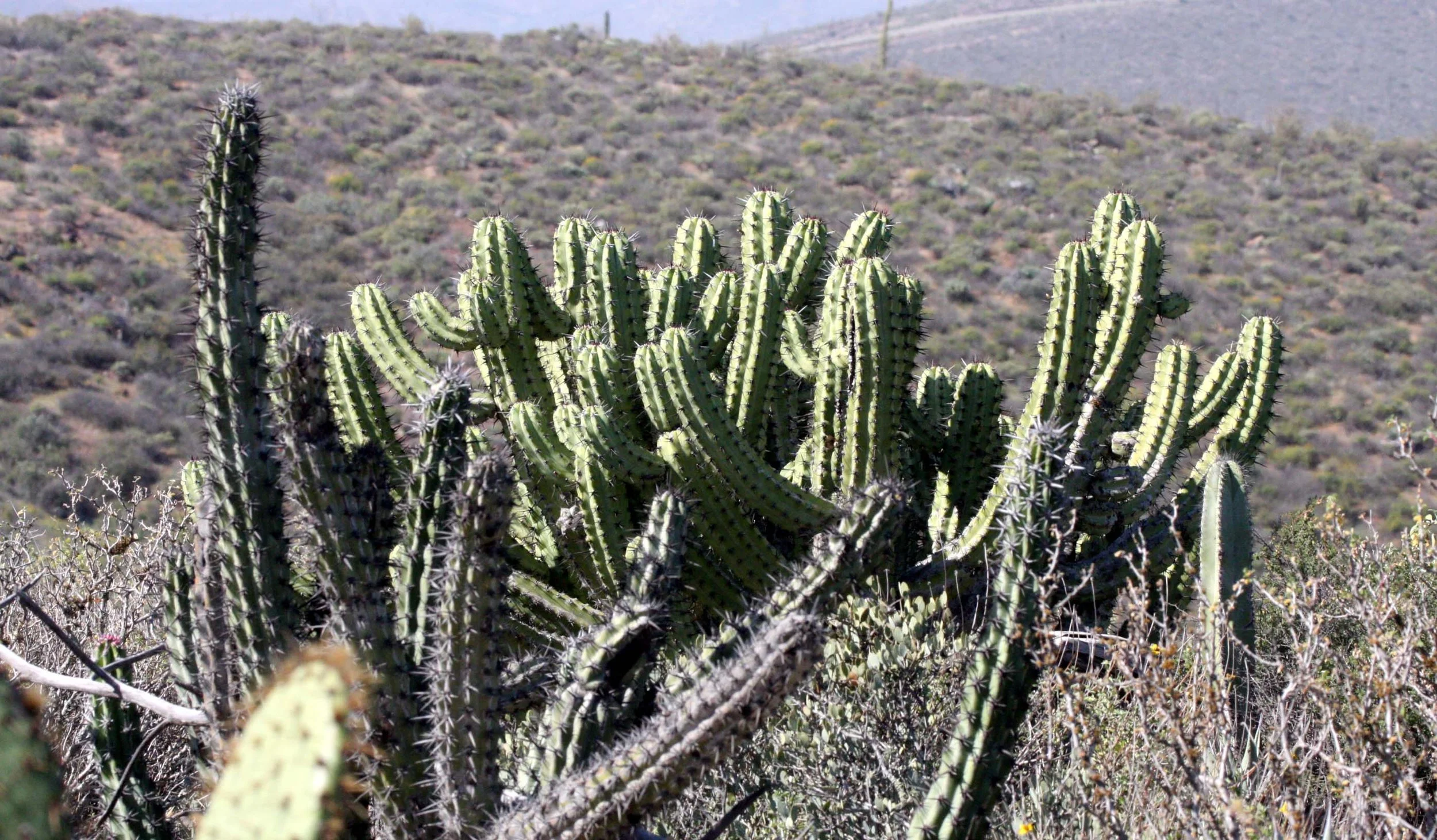 CACTACEAE - MYRTILLOCACTUS COCHAL - CANDELABRA CACTUS OR COCHAL - CATAVINA DESERT BAJA MEXICO (2).JPG