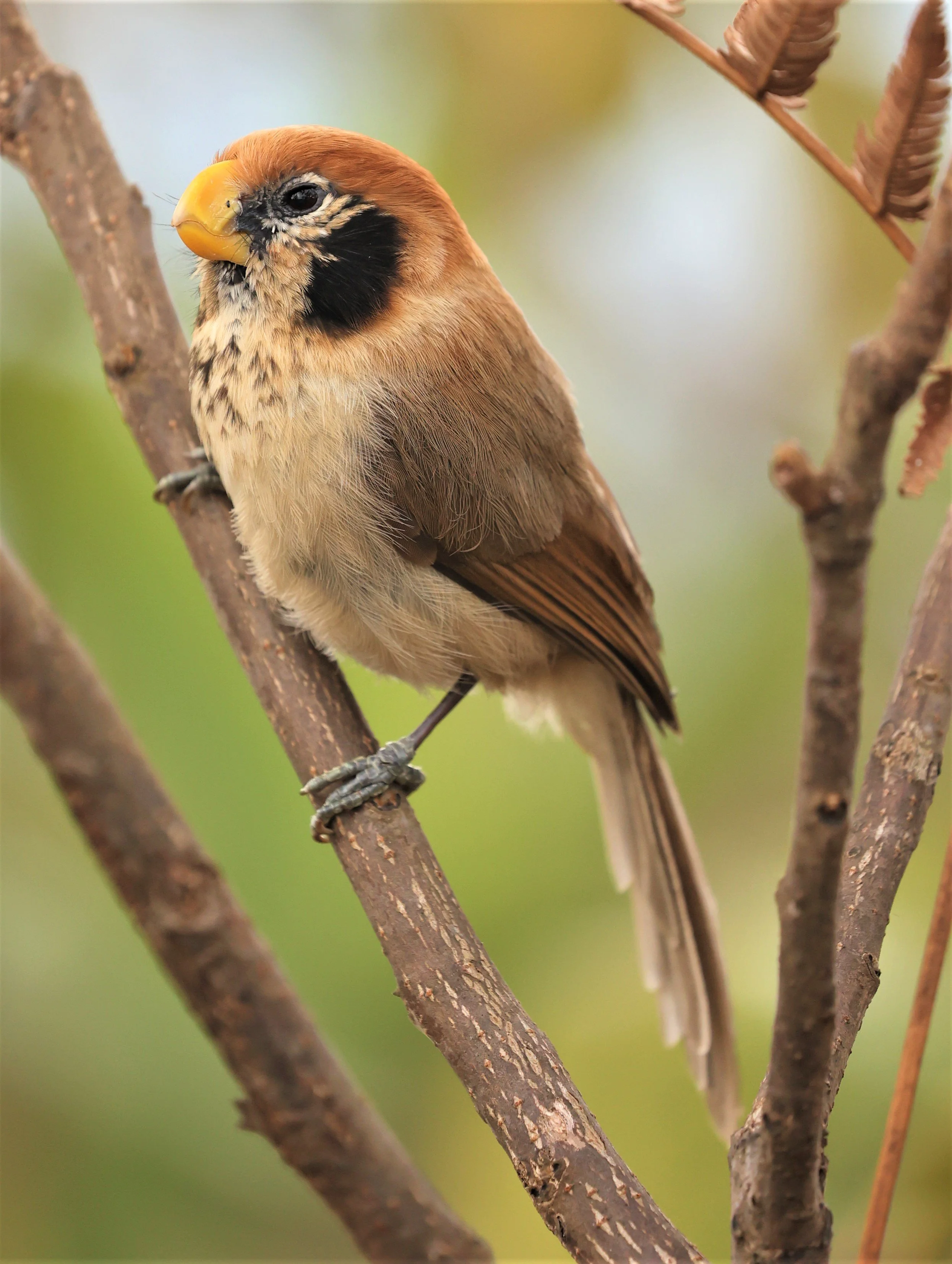 PARROTBILL - SPOT-BREASTED PARROTBILL - Paradoxornis guttaticollis - DOI LANG WEST, DOI PHA HOM POK NP, CHIANG MAI DEC 2021 (61).jpg