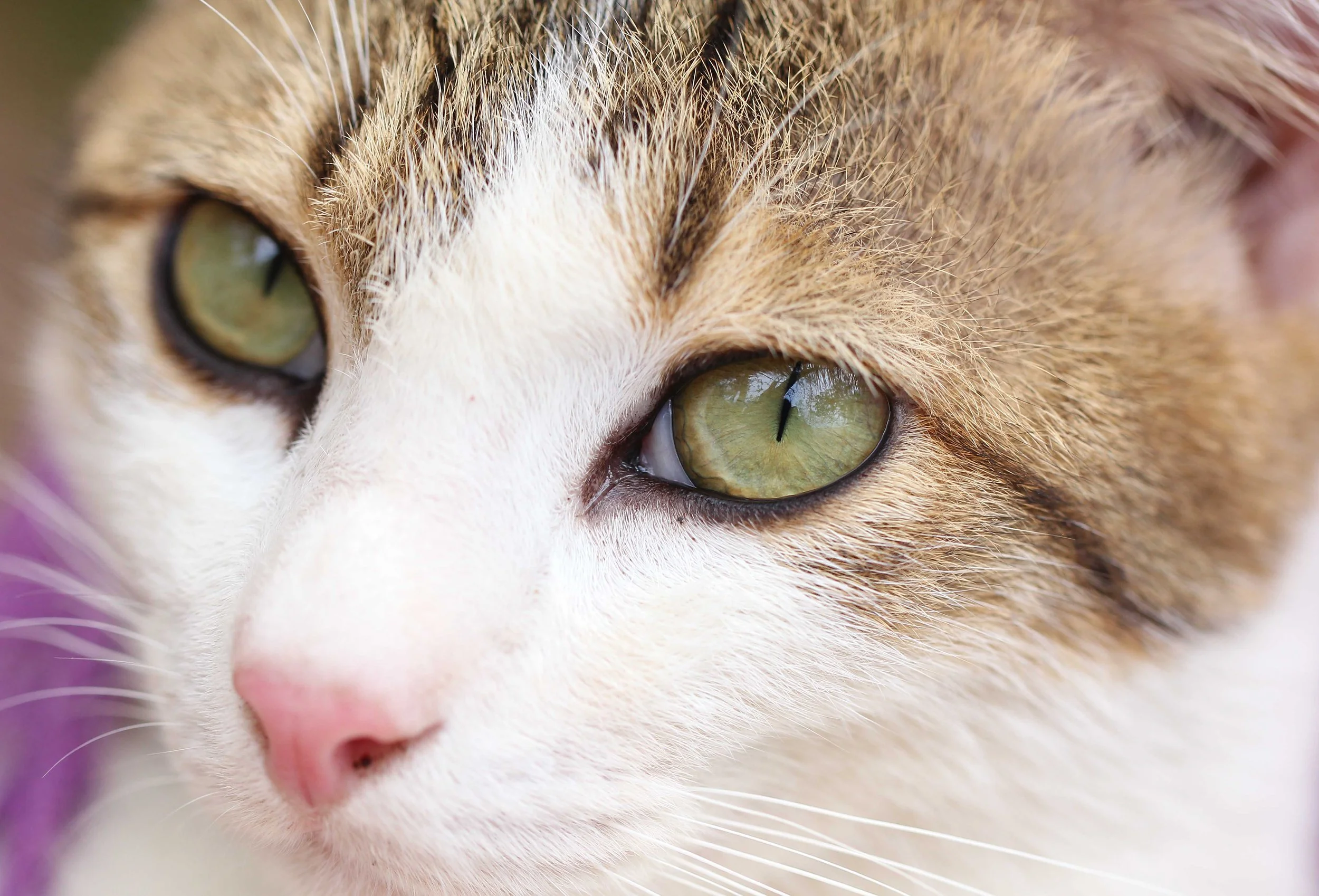 2015 Koh Lanta Songkran with friends from ISB (369).JPG