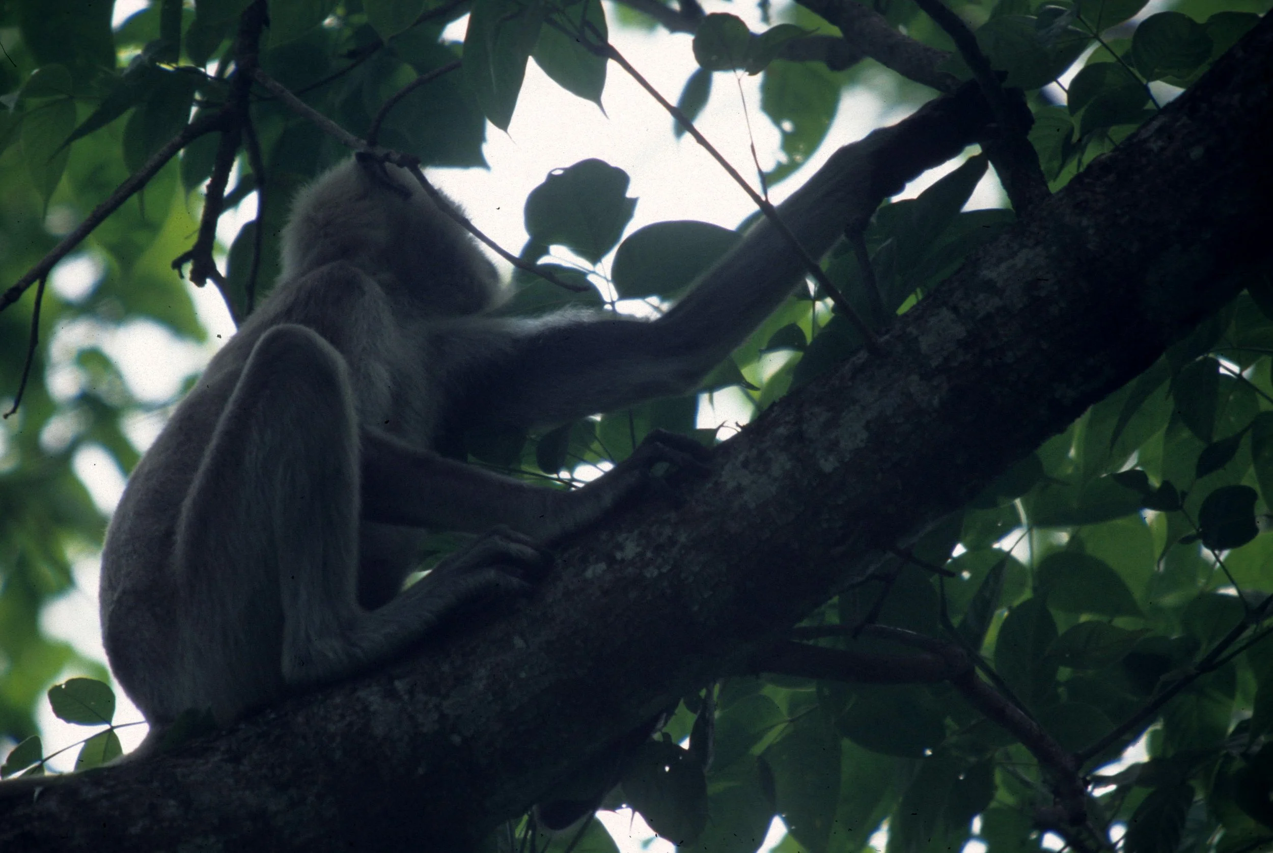PRIMATE - LANGUR SPECIES - CHITWAN NEPAL C.jpg
