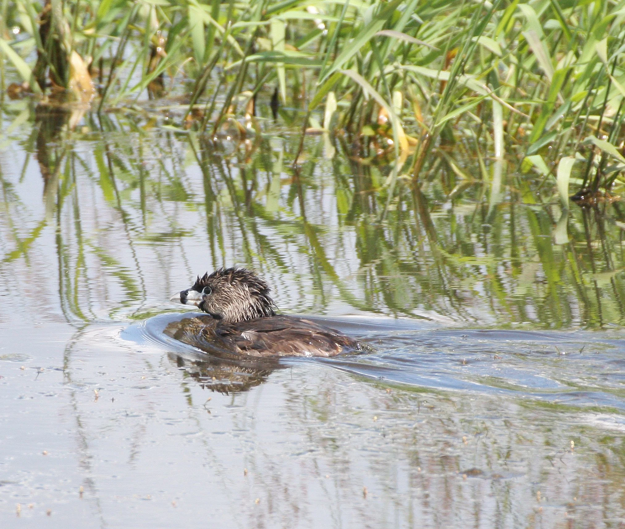 Pied-billed Grebe (Podilymbus podiceps) Ridgefield NWR Washington (22).JPG
