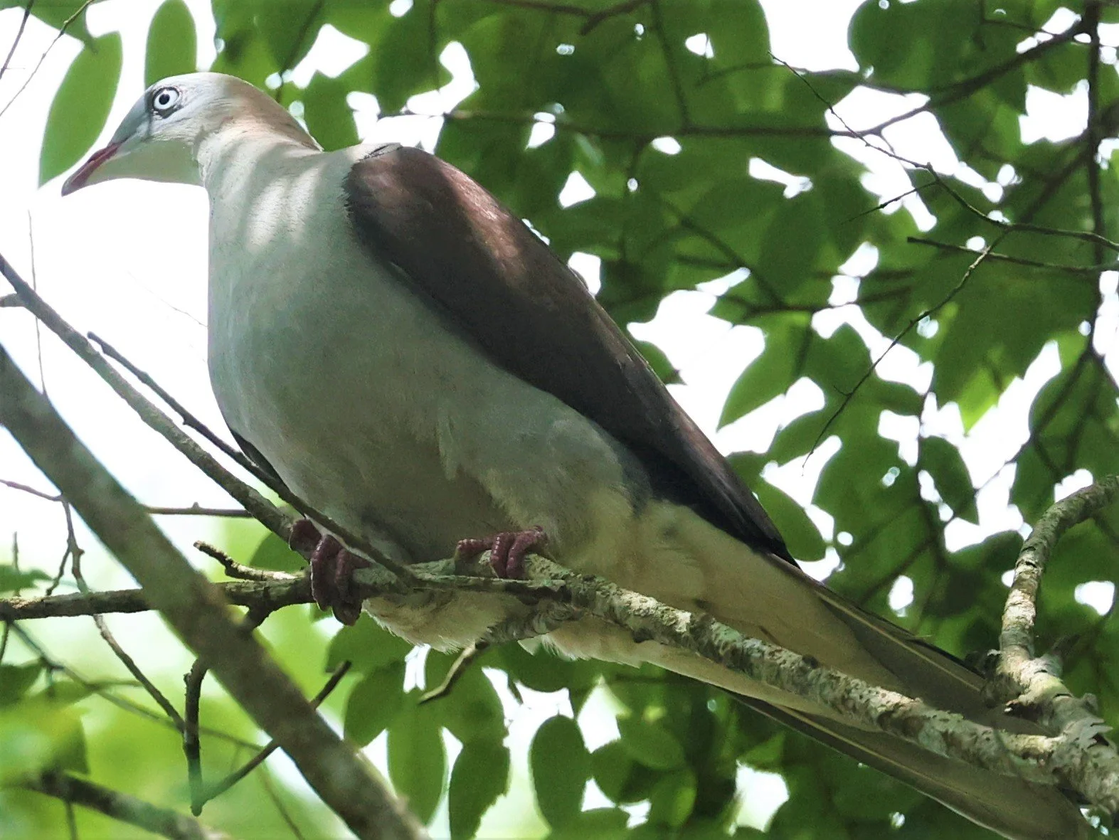Mountain Imperial-Pigeon (Ducula badia) KhaoYai NP Thailand (18).jpg