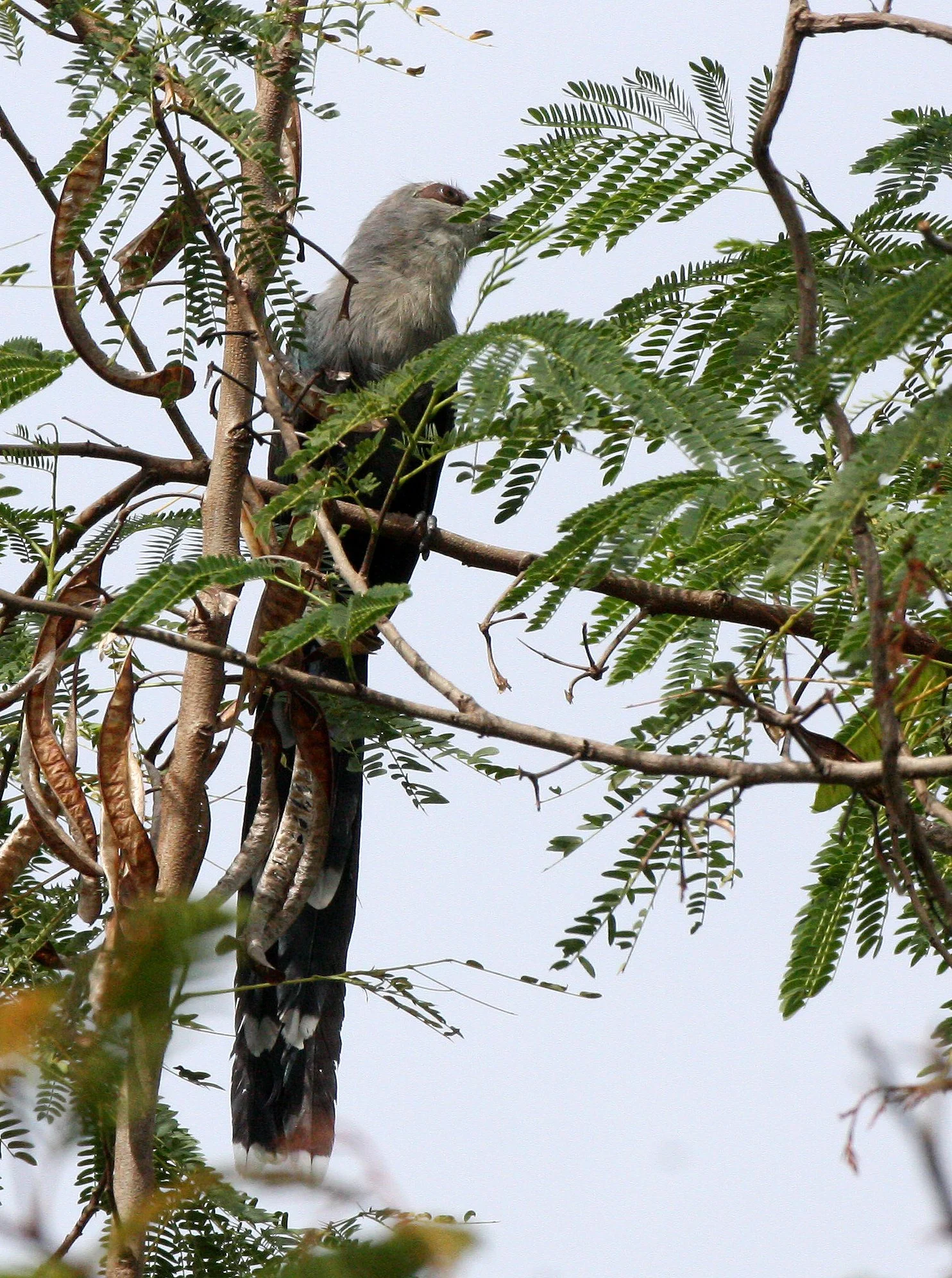 Green-billed Malkoha (Phaenicophaeus tristis) Kaeng Krachan NP Thailand (20).JPG