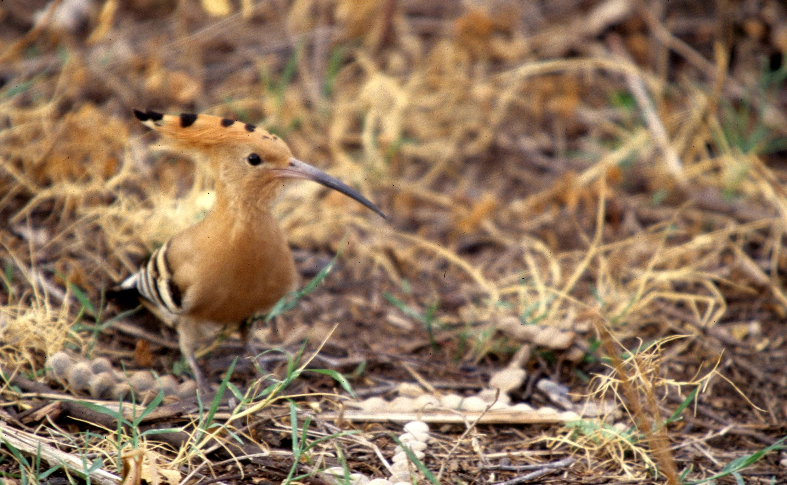 BIRD - HOOPOE - CHITWAN NEPAL.jpg