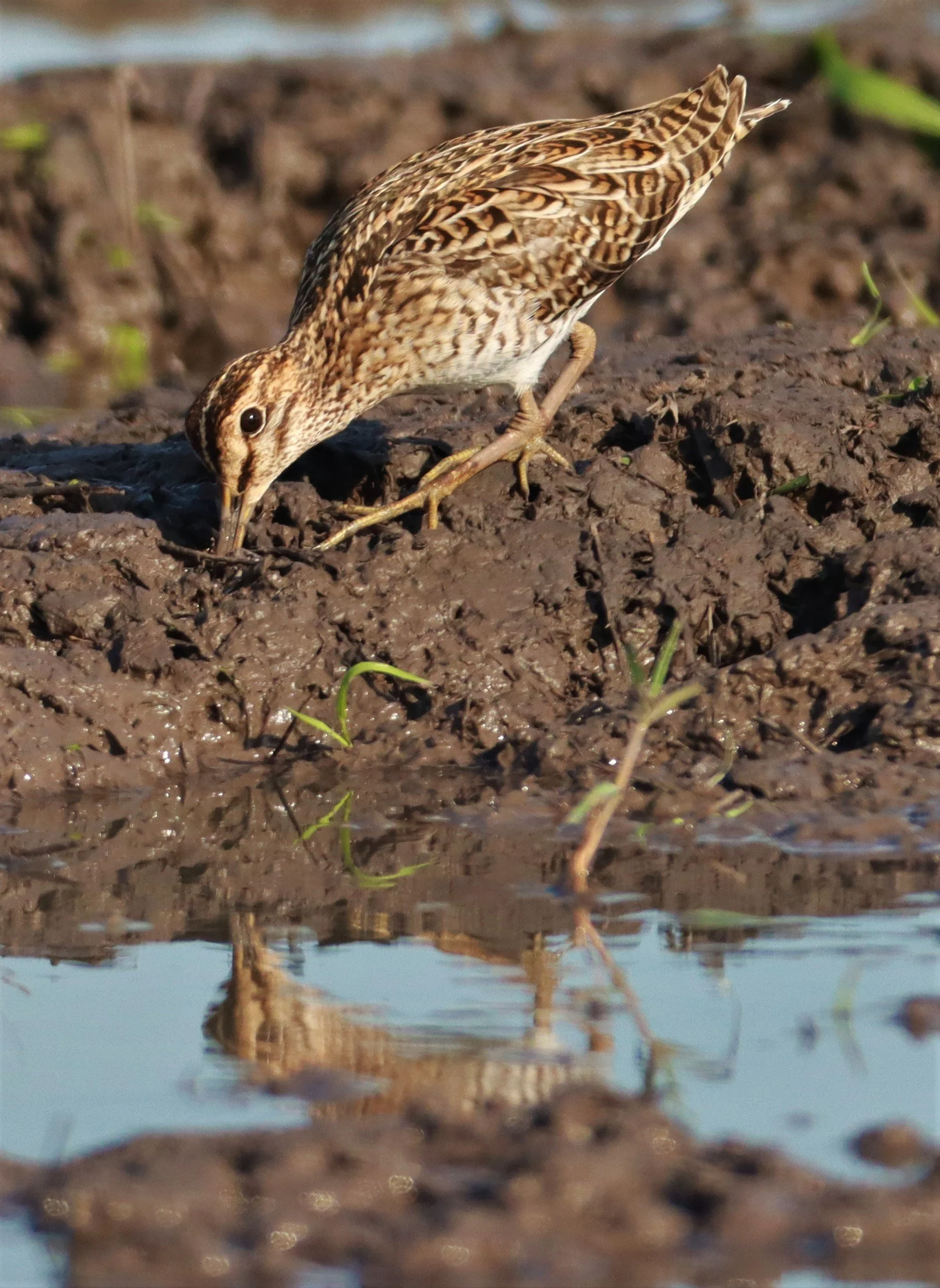 SNIPE - PINTAIL SNIPE - Gallinago stenura - PATHUM THANI RICE RESEARCH CENTER AUGUST 24 2021 (197).jpg
