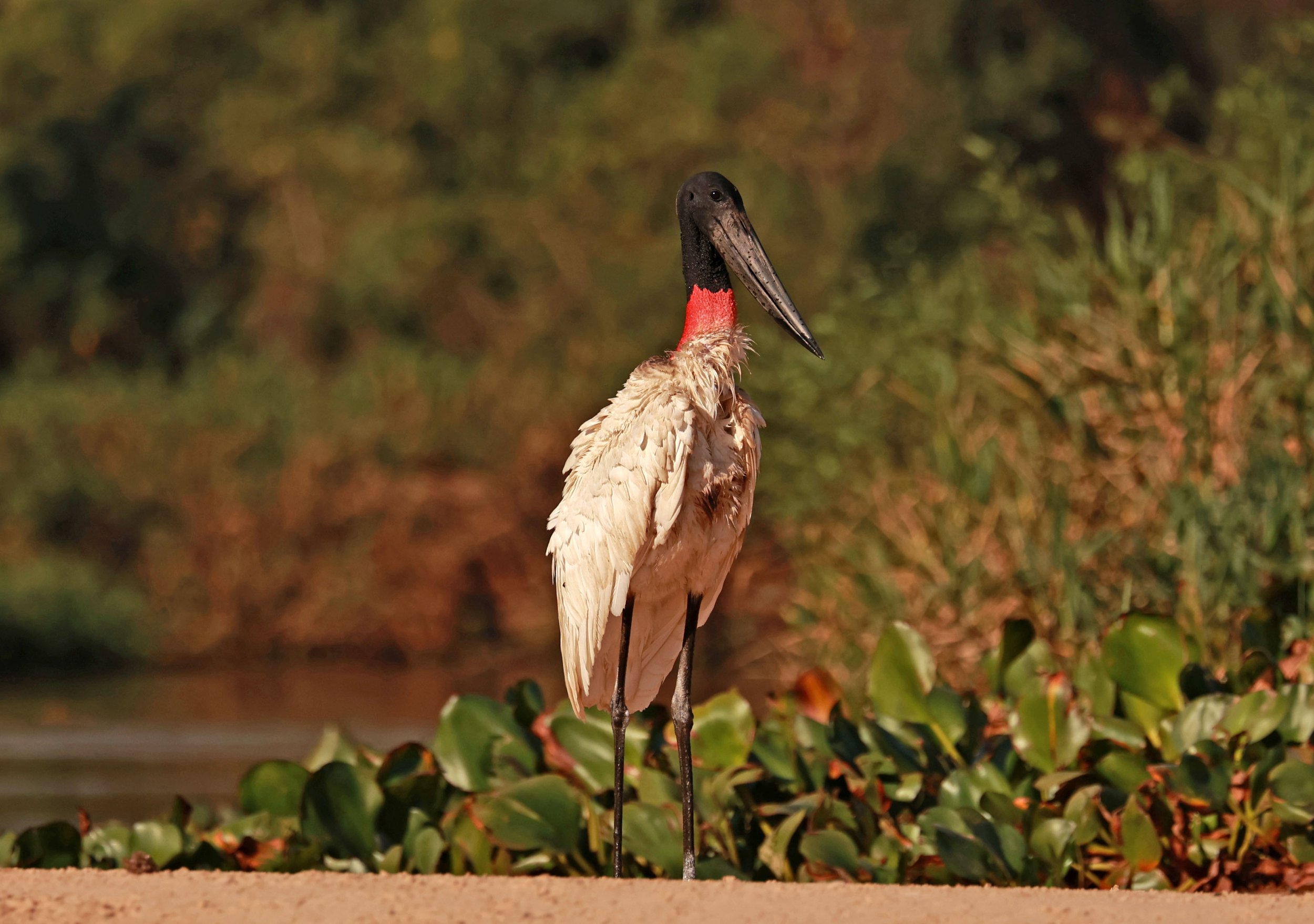 Stork - Jabiru mycteria - Pantanal, Encontro das Águas State Park, Porto Jofre, Cuiaba River, Brazil (3).jpg