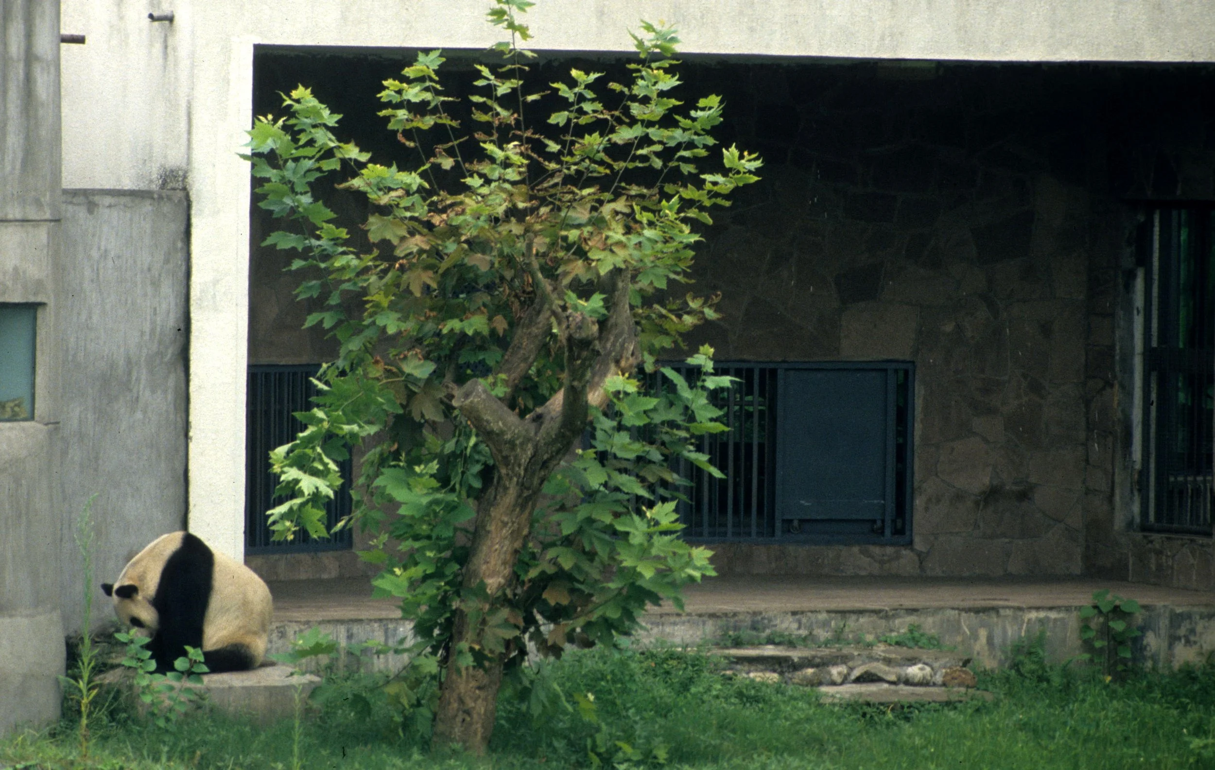 URSID - GIANT PANDA EXHIBIT - CHENGDU CHINA (5).jpg