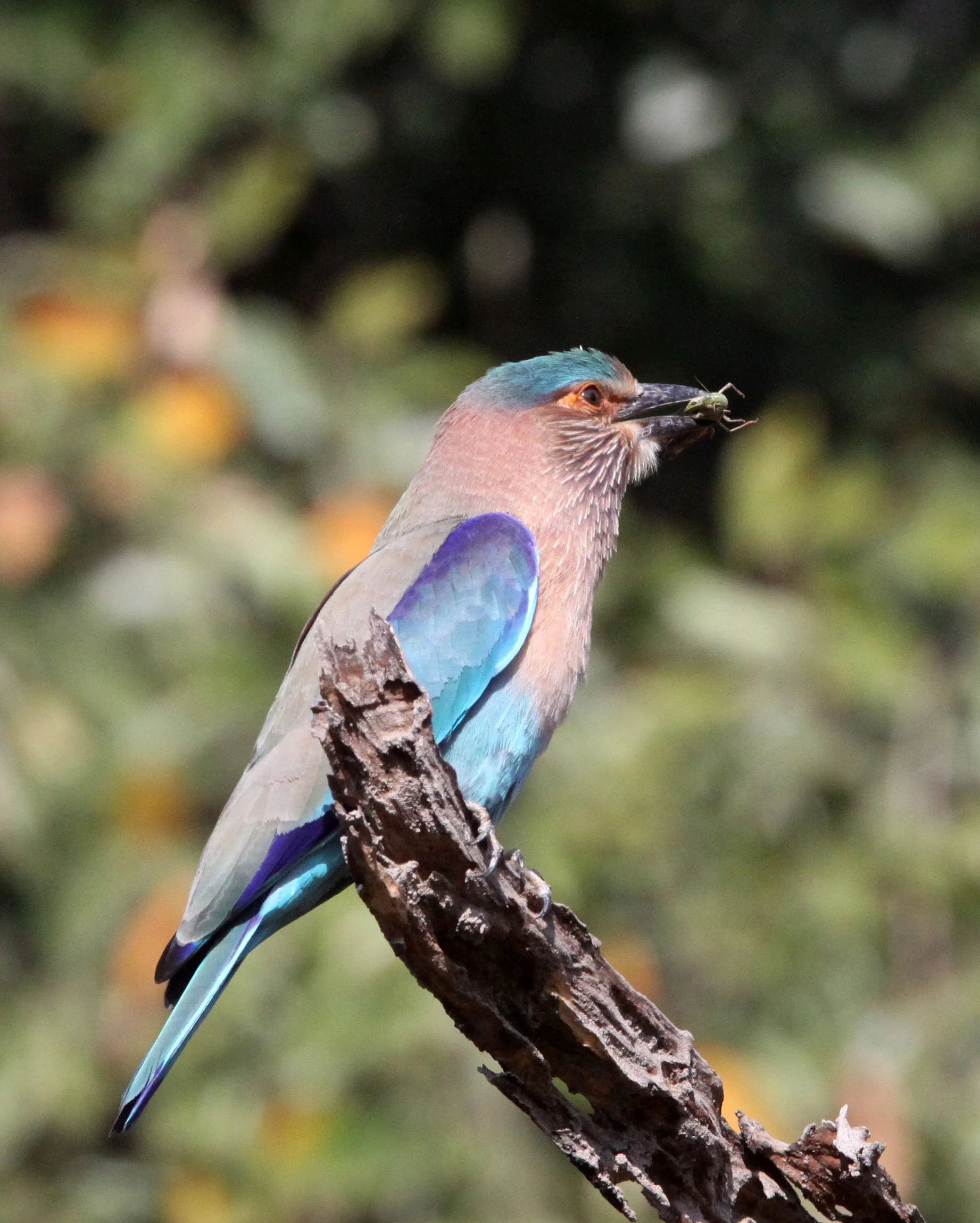 Indian Roller (Coracius benghalensis) Bandhavgar NP India (7).JPG